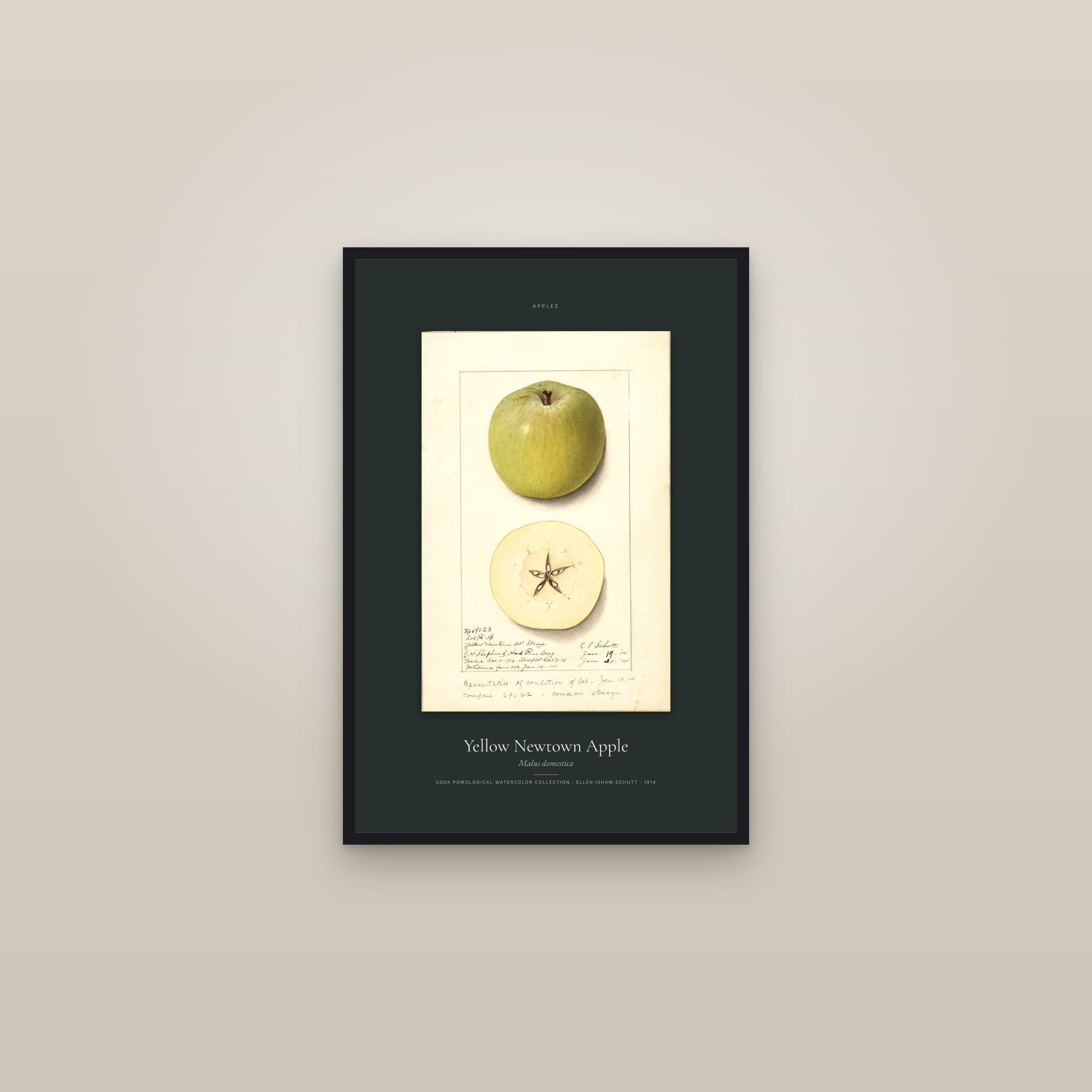 Yellow Newtown Apple — Specimen — framed in a gallery setting