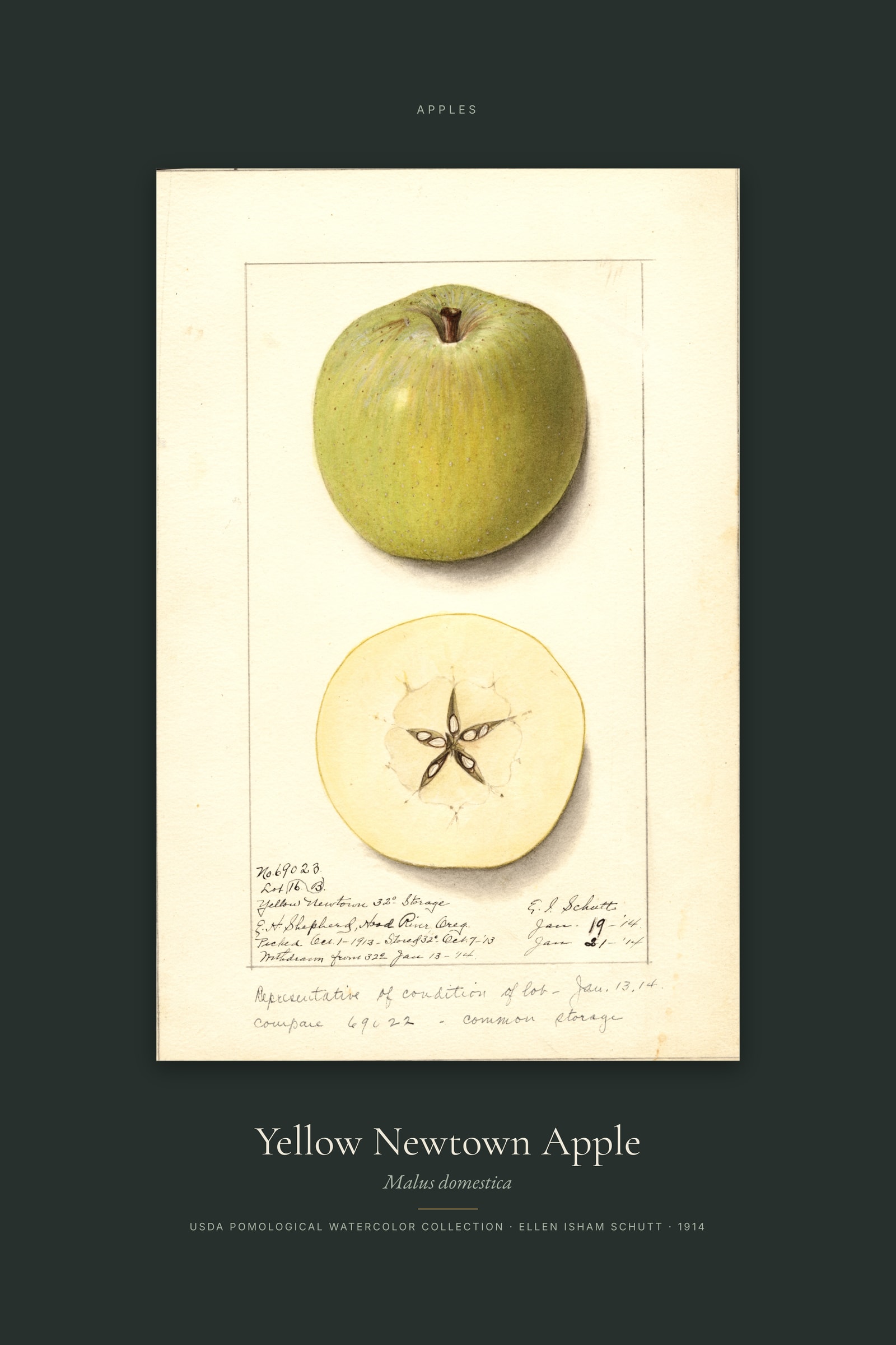 Yellow Newtown Apple — Specimen