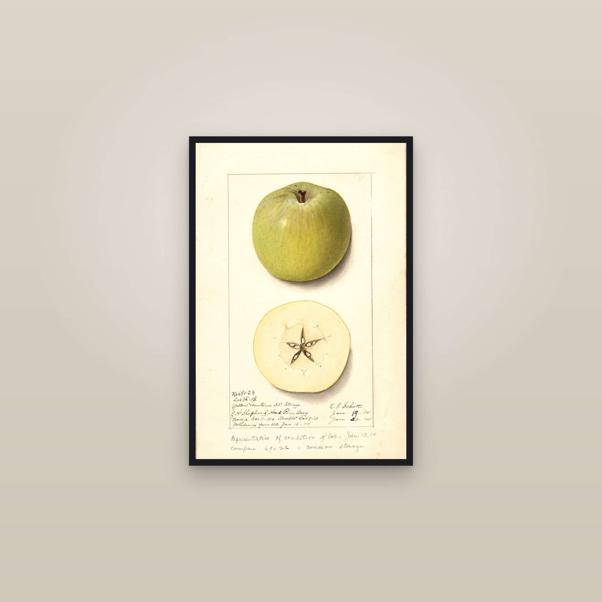 Yellow Newtown Apple — framed in a gallery setting