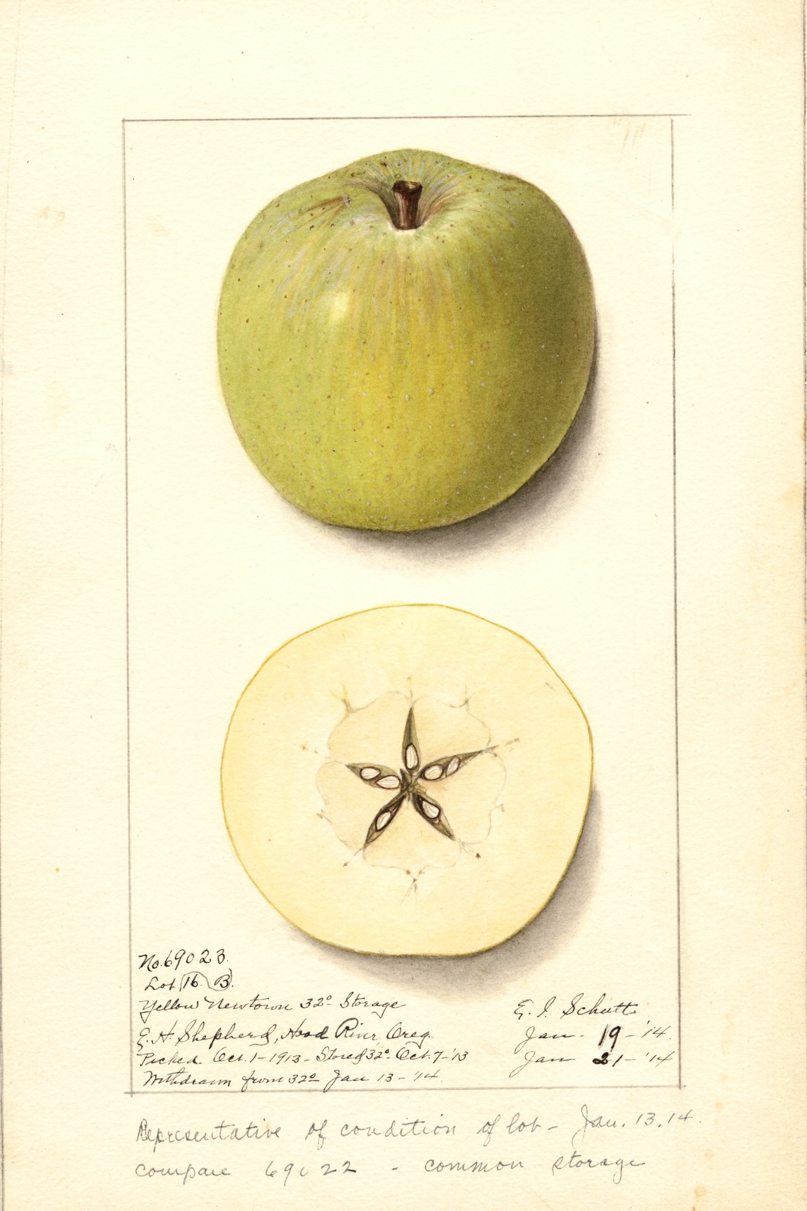 Yellow Newtown Apple