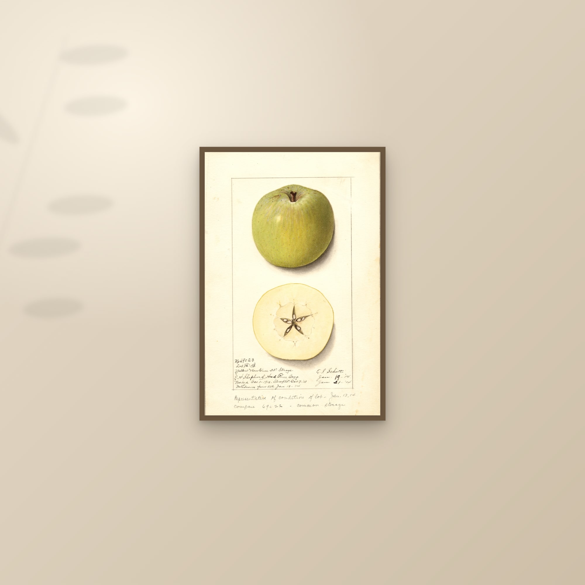 Yellow Newtown Apple — framed and styled on a sunlit wall