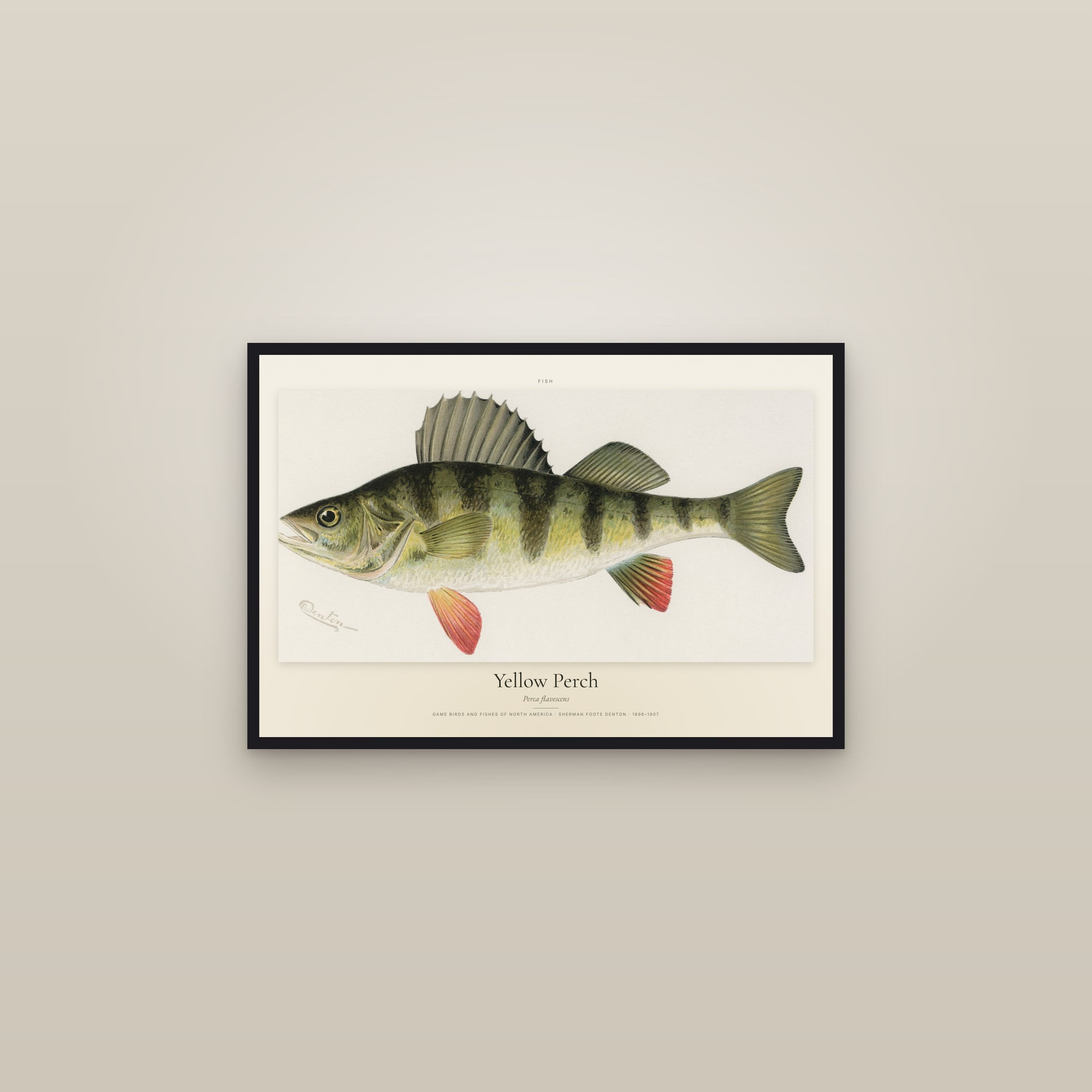 Yellow Perch — framed in a gallery setting