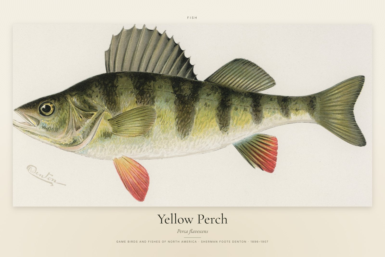 Yellow Perch