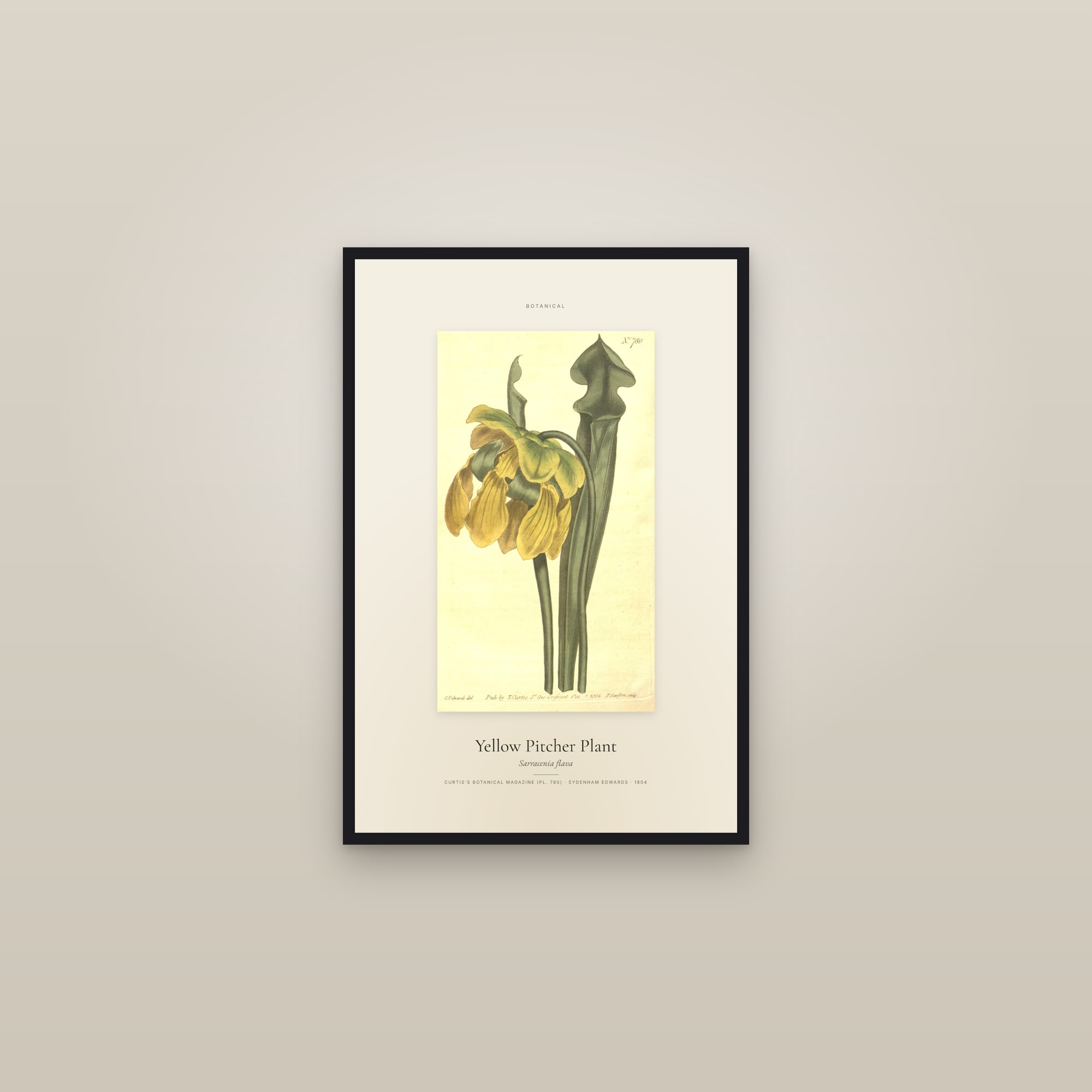 Yellow Pitcher Plant — Specimen — framed in a gallery setting