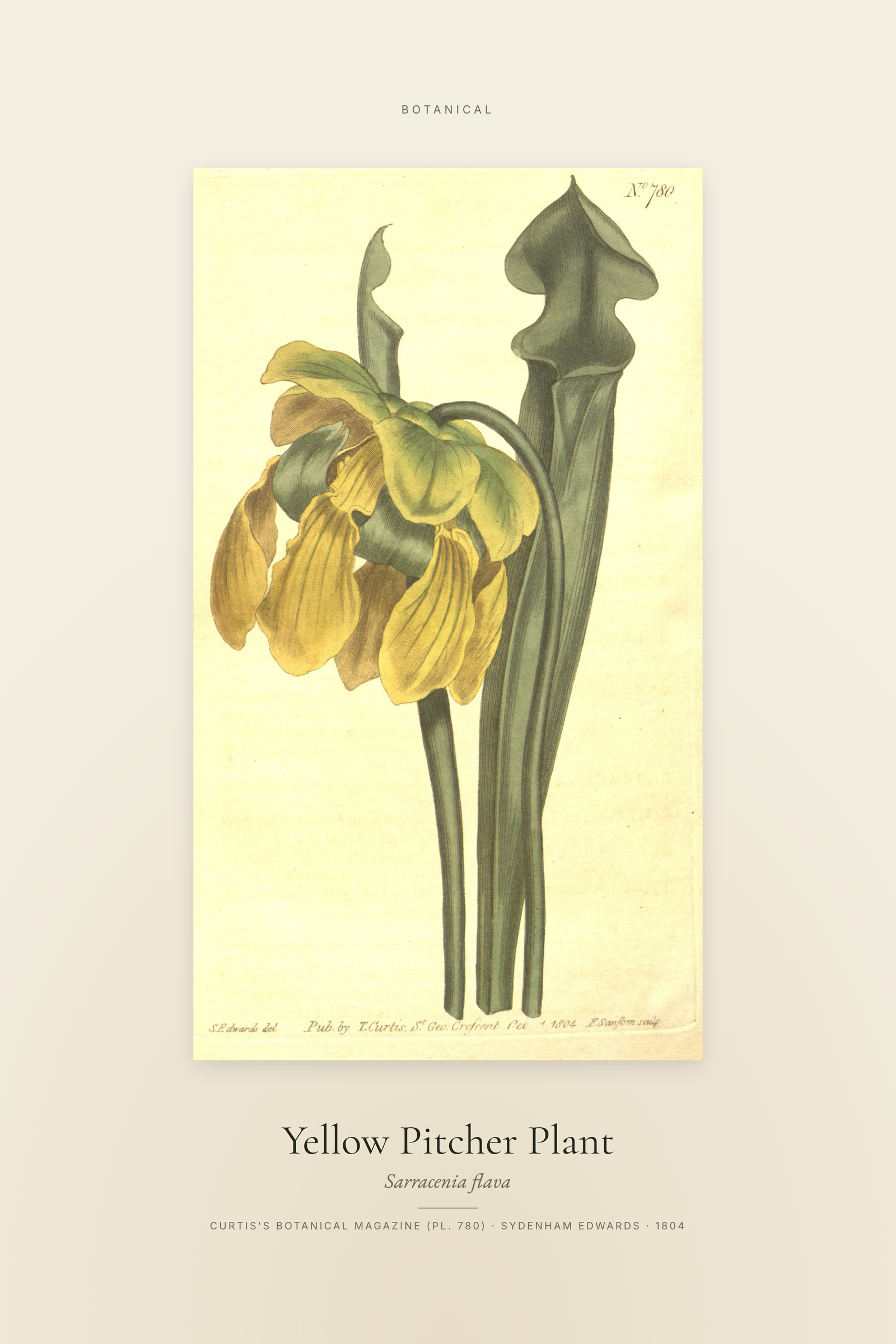 Yellow Pitcher Plant — Specimen