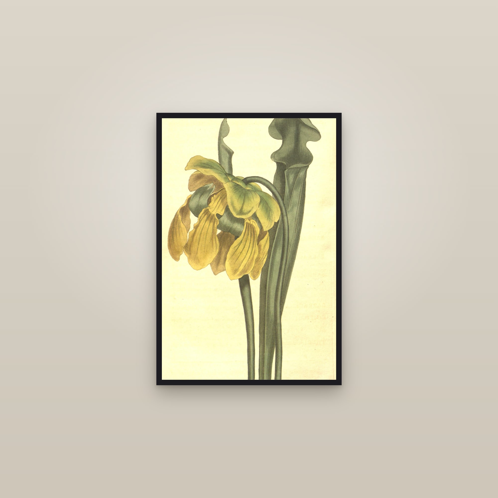 Yellow Pitcher Plant — framed in a gallery setting