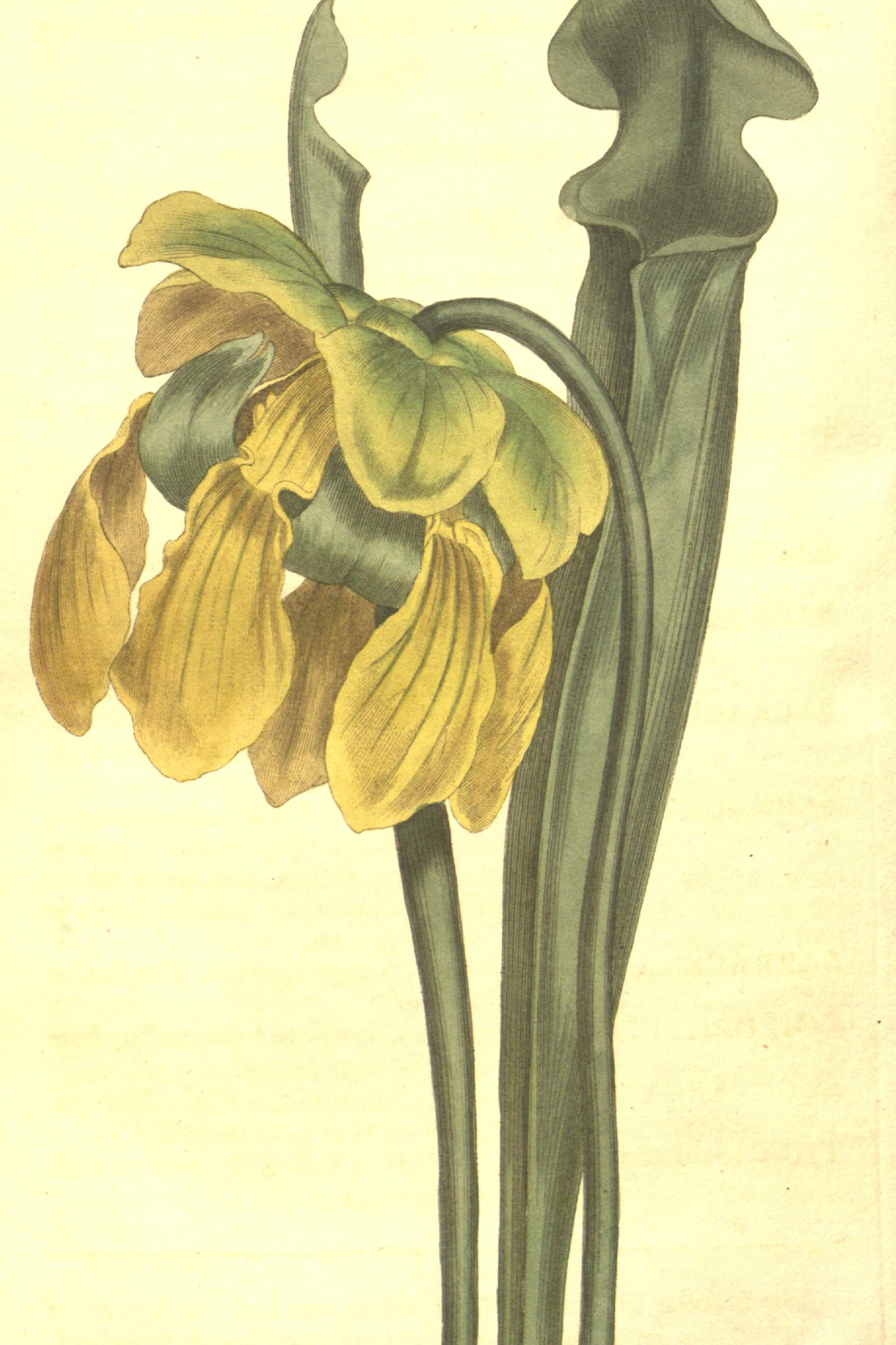Yellow Pitcher Plant