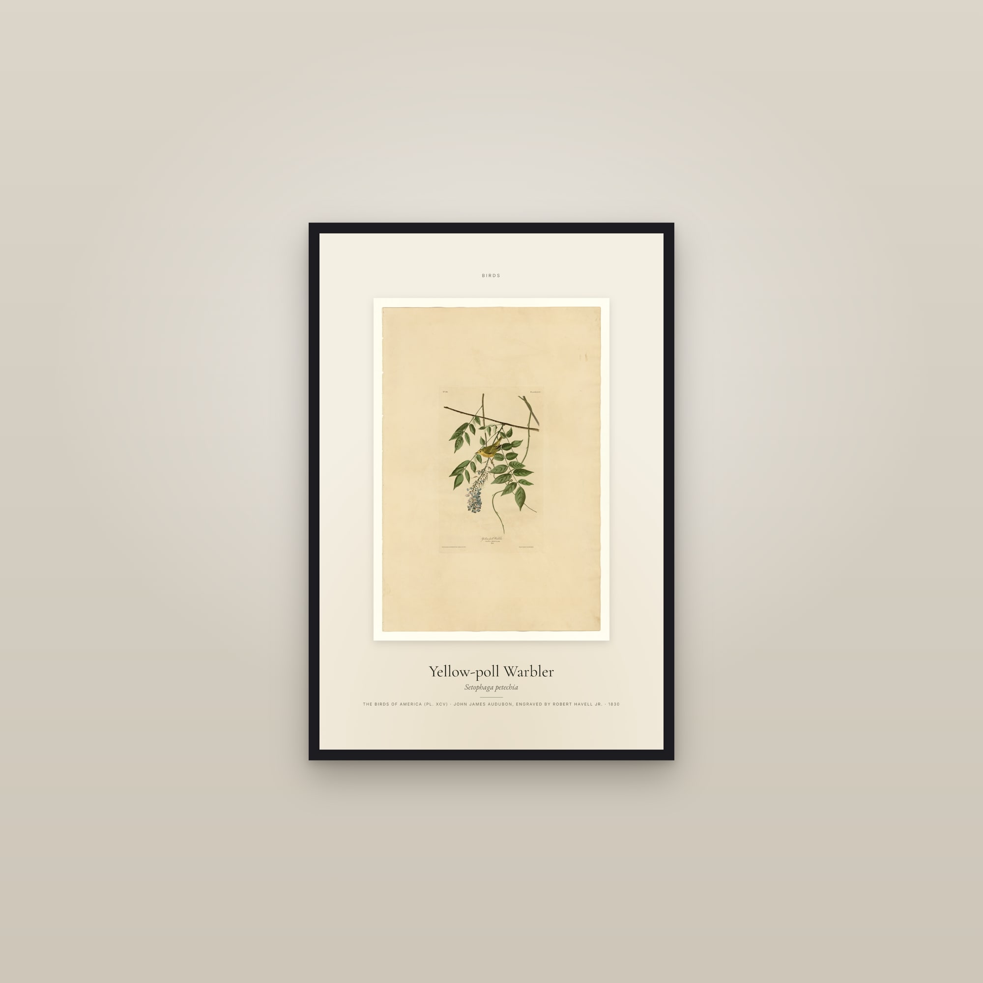 Yellow-poll Warbler — Specimen — framed in a gallery setting