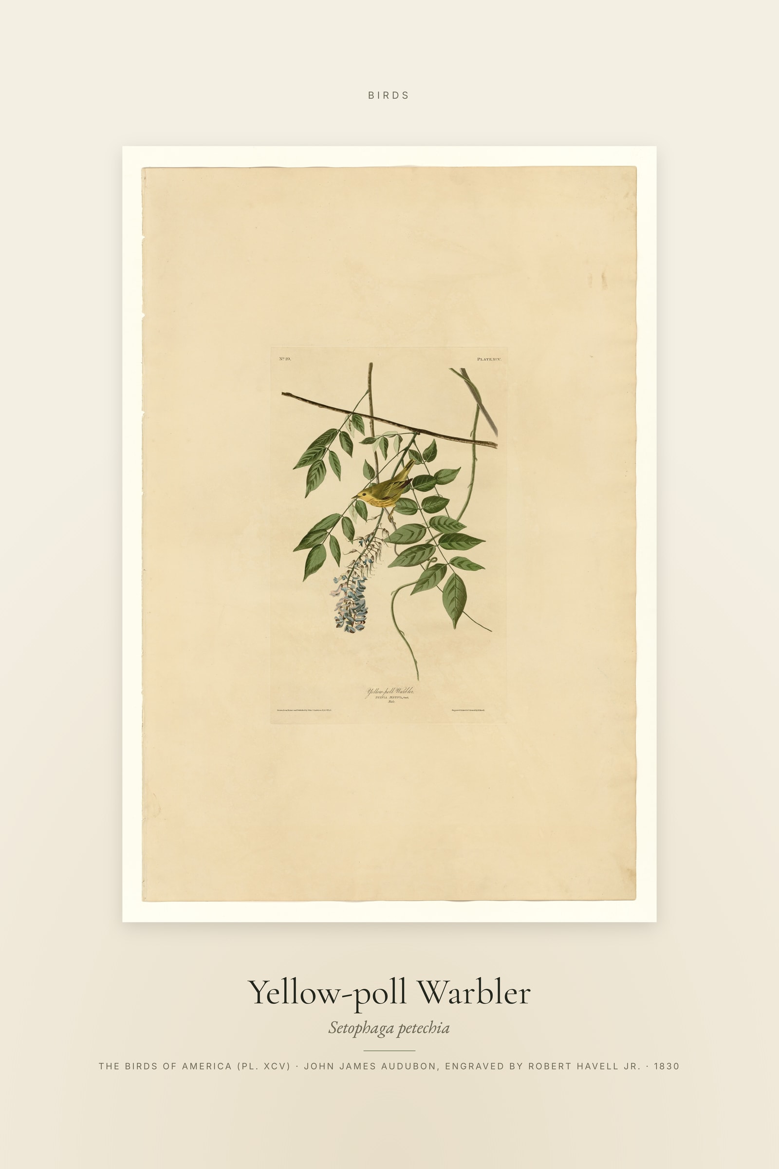 Yellow-poll Warbler — Specimen