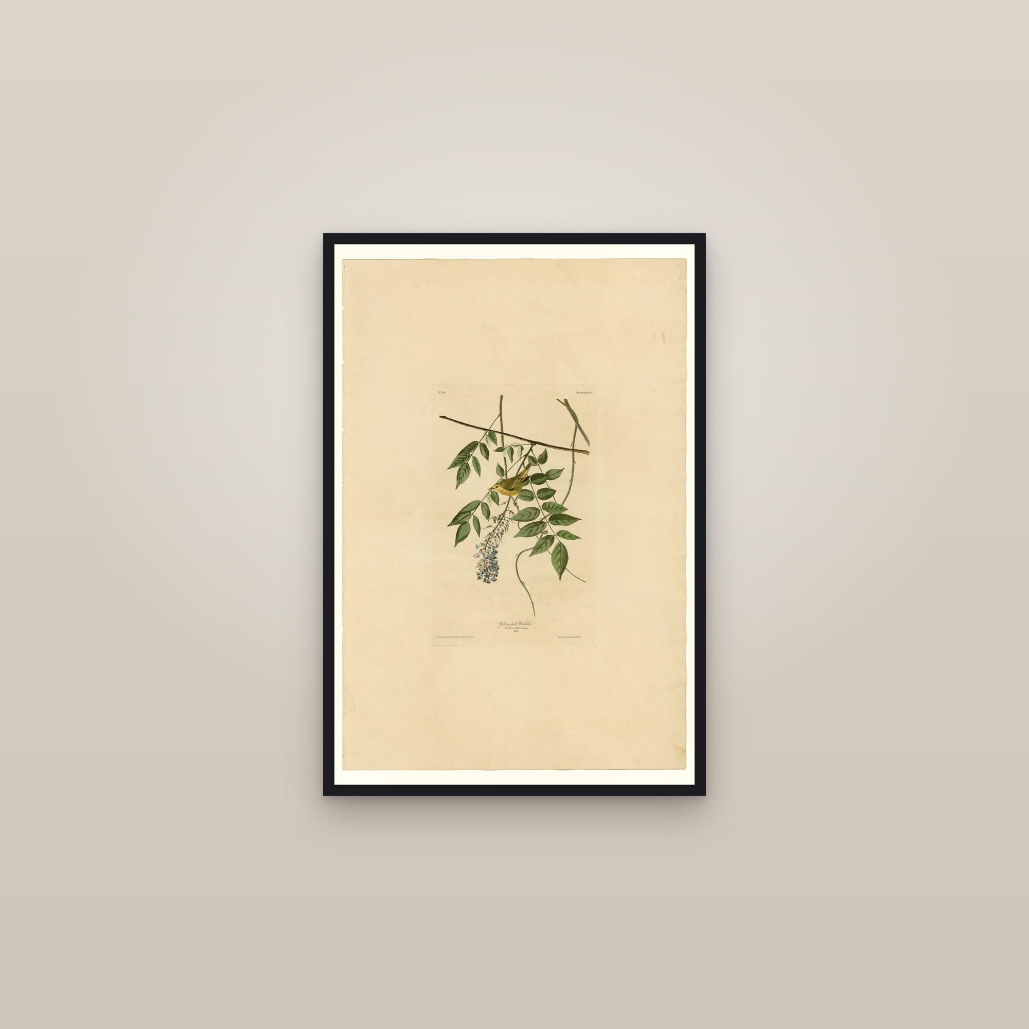 Yellow-poll Warbler — framed in a gallery setting