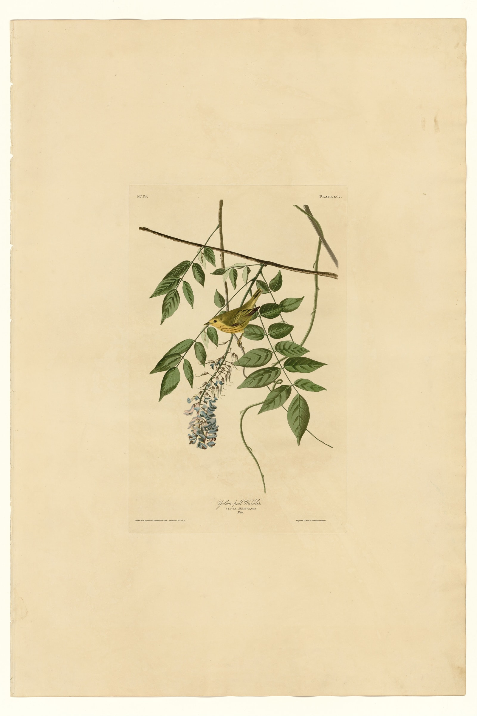 Yellow-poll Warbler