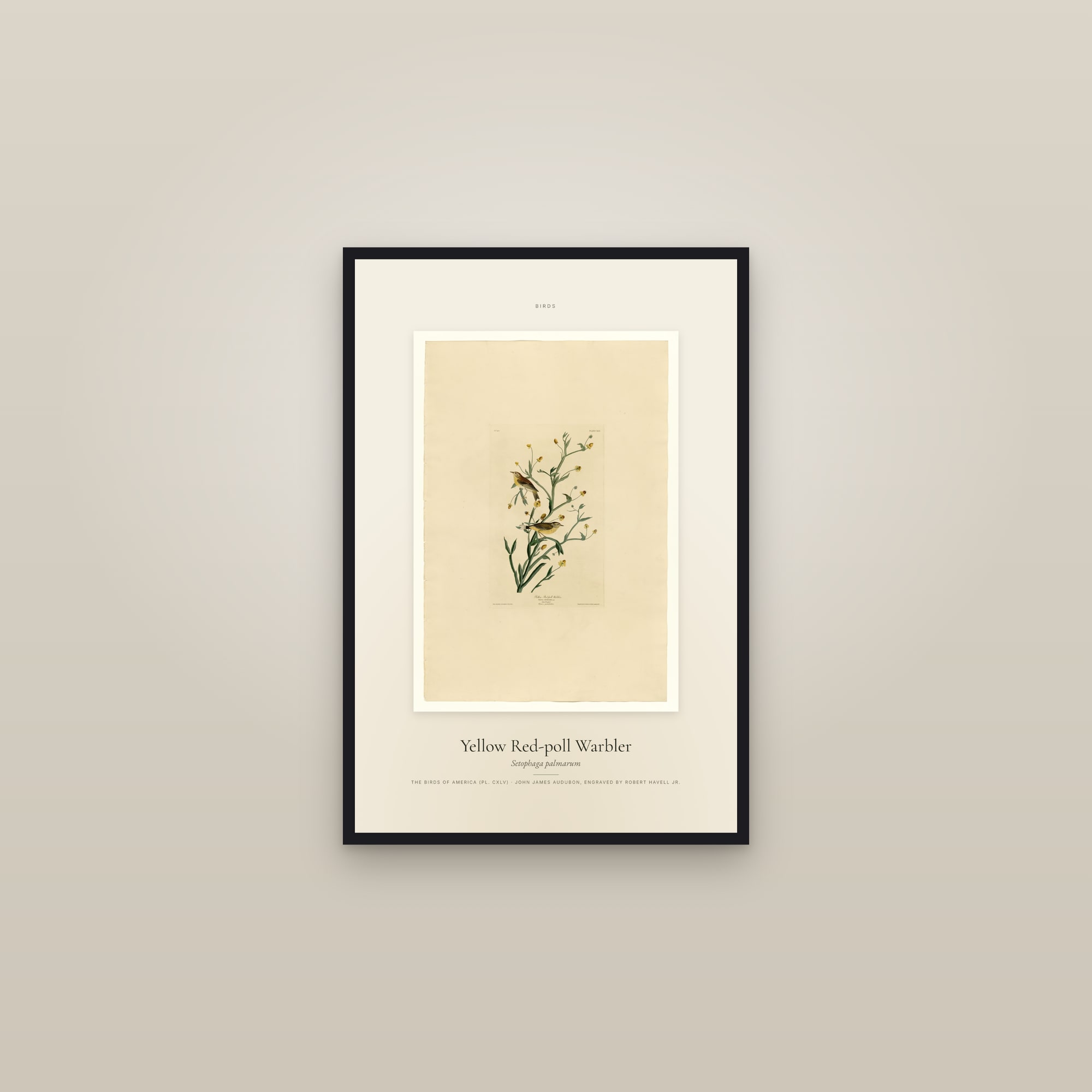 Yellow Red-poll Warbler — Specimen — framed in a gallery setting