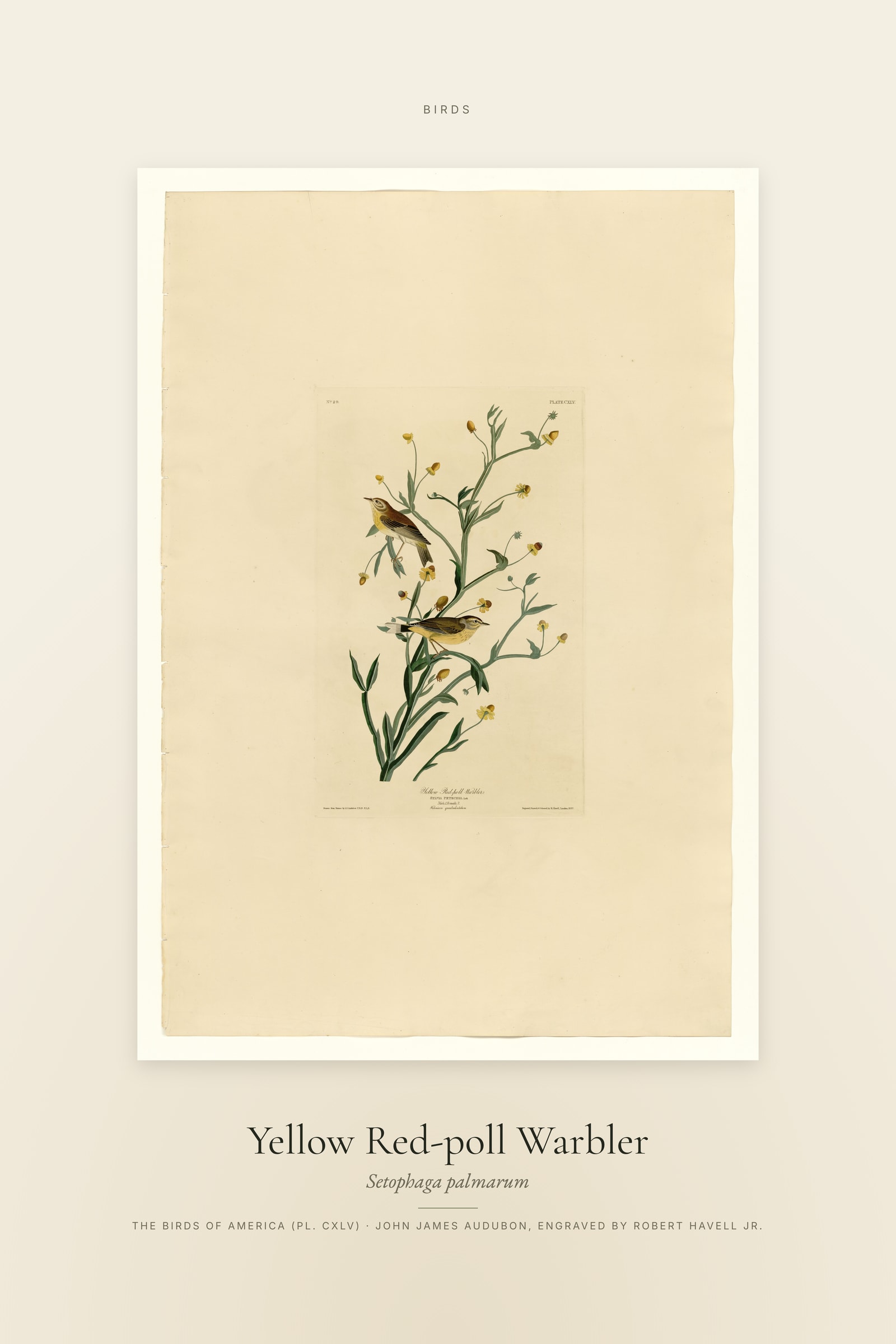 Yellow Red-poll Warbler — Specimen