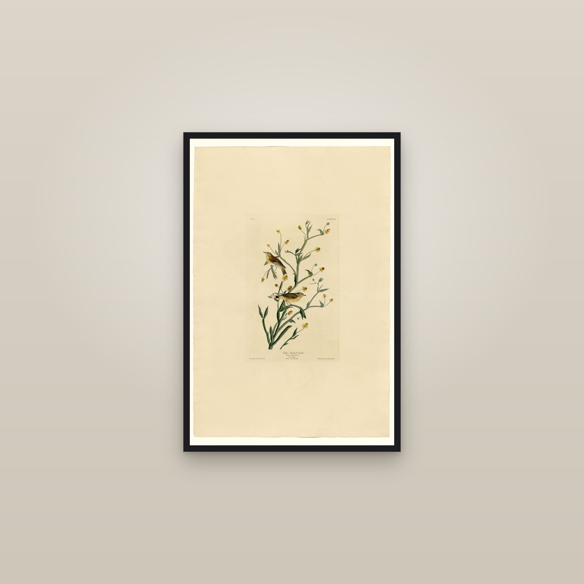 Yellow Red-poll Warbler — framed in a gallery setting