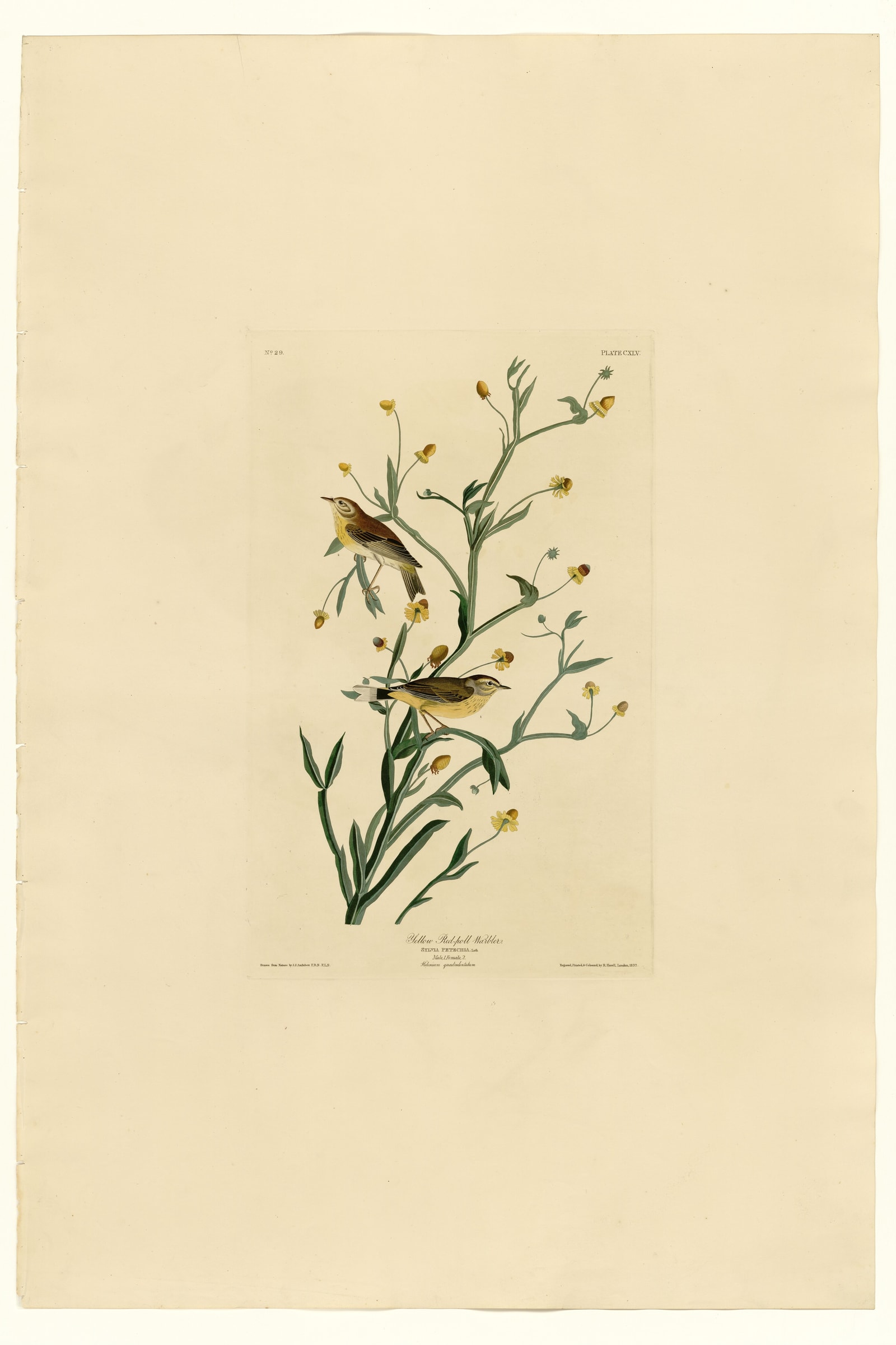 Yellow Red-poll Warbler