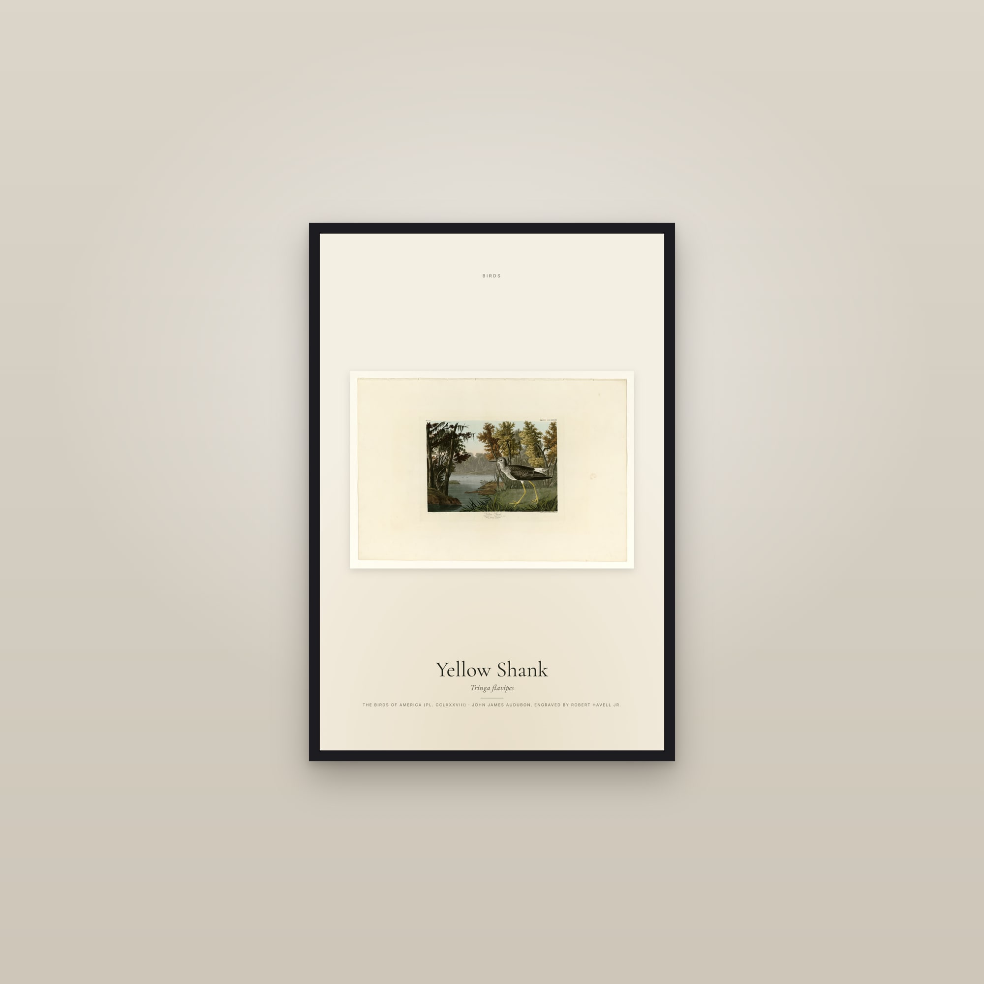 Yellow Shank — framed in a gallery setting
