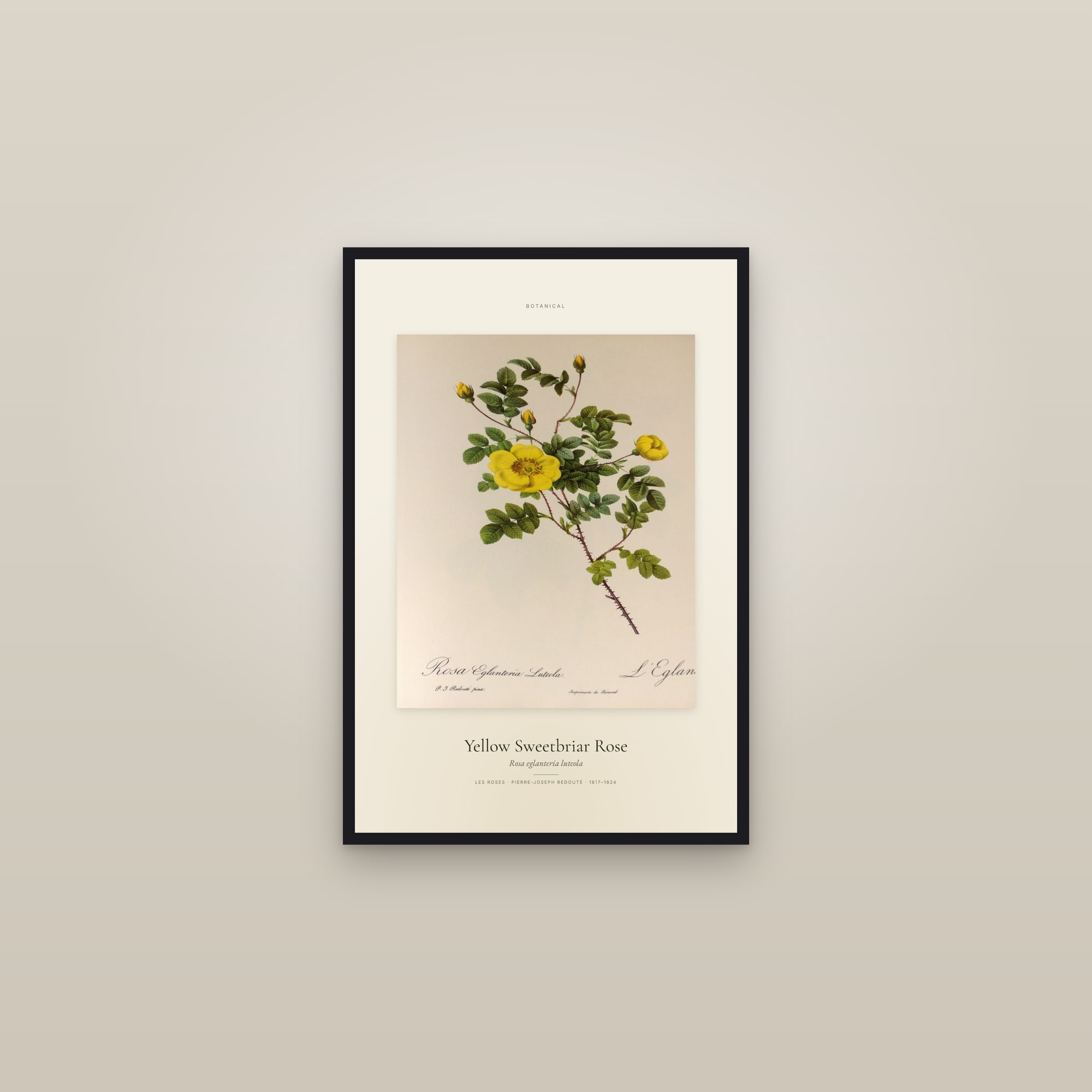 Yellow Sweetbriar Rose — Specimen — framed in a gallery setting