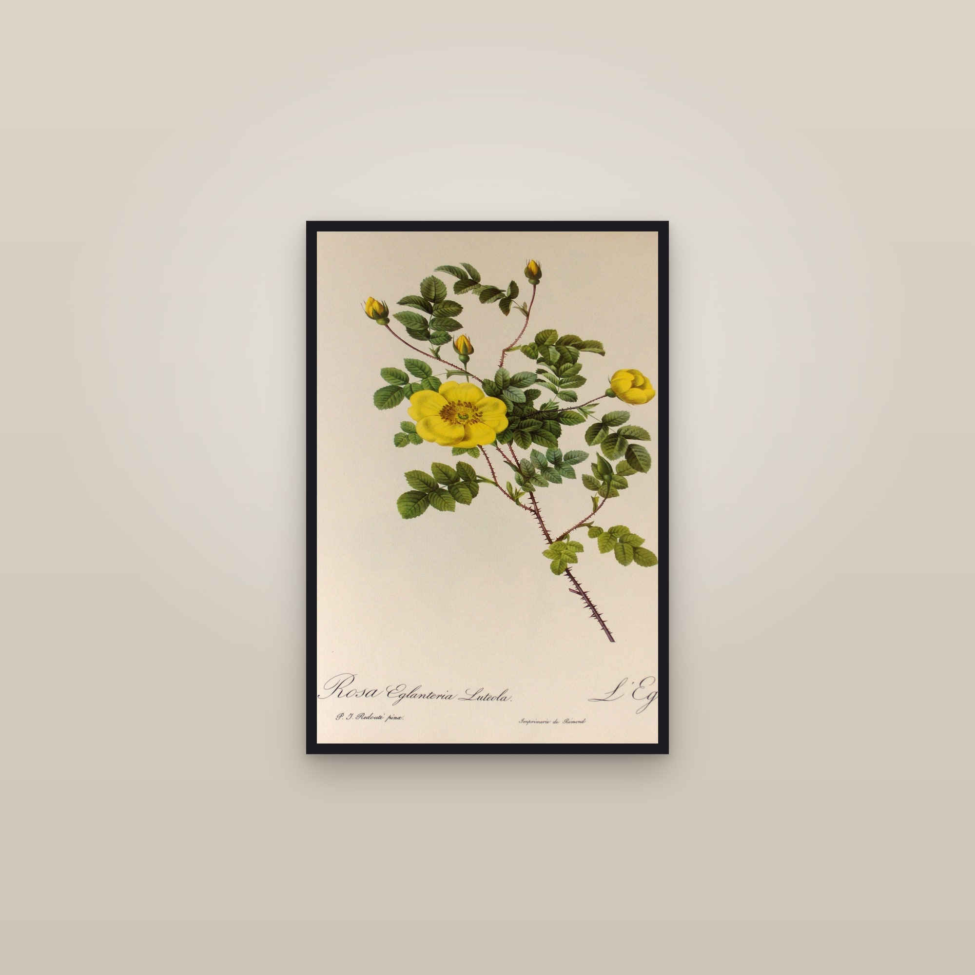 Yellow Sweetbriar Rose
