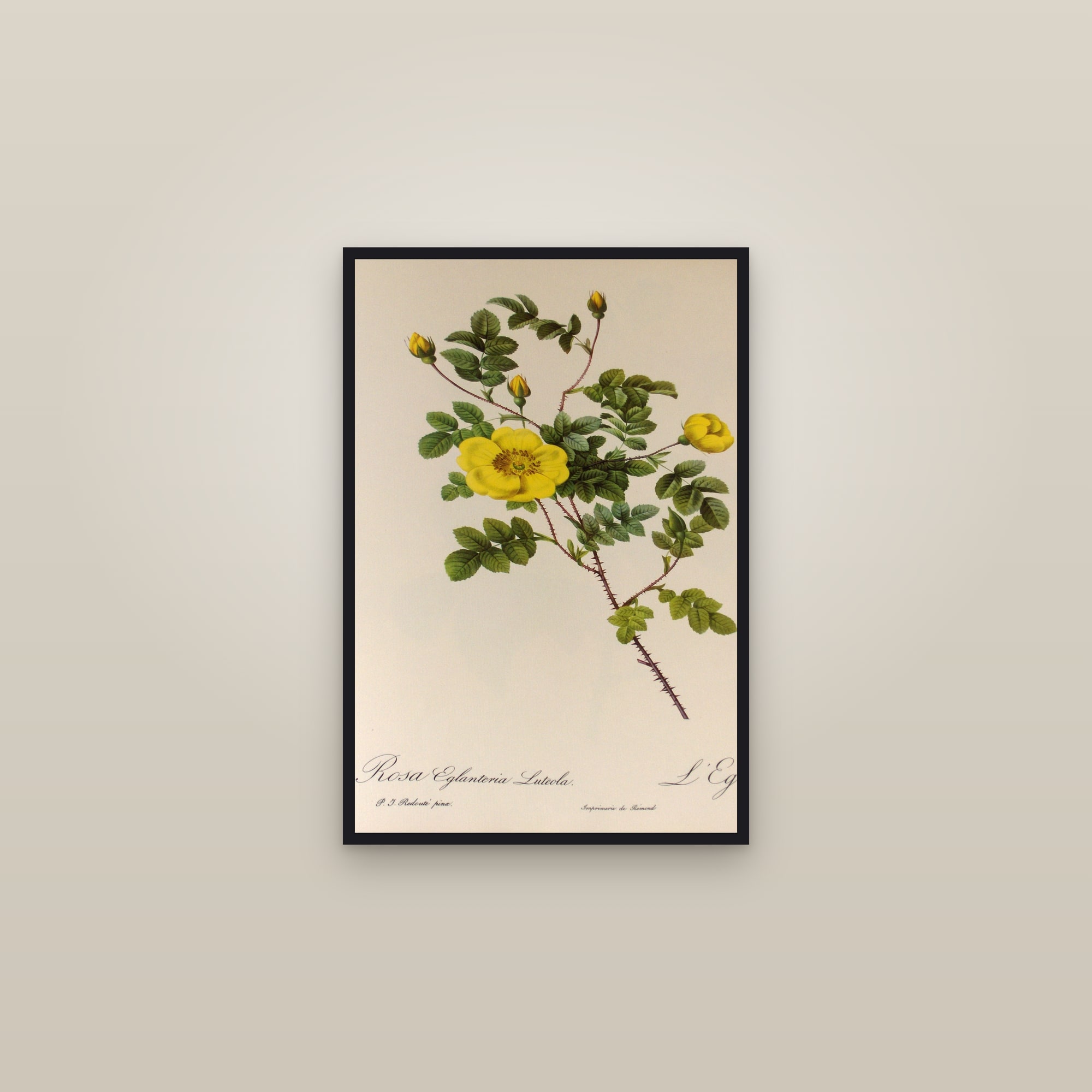 Yellow Sweetbriar Rose — framed in a gallery setting