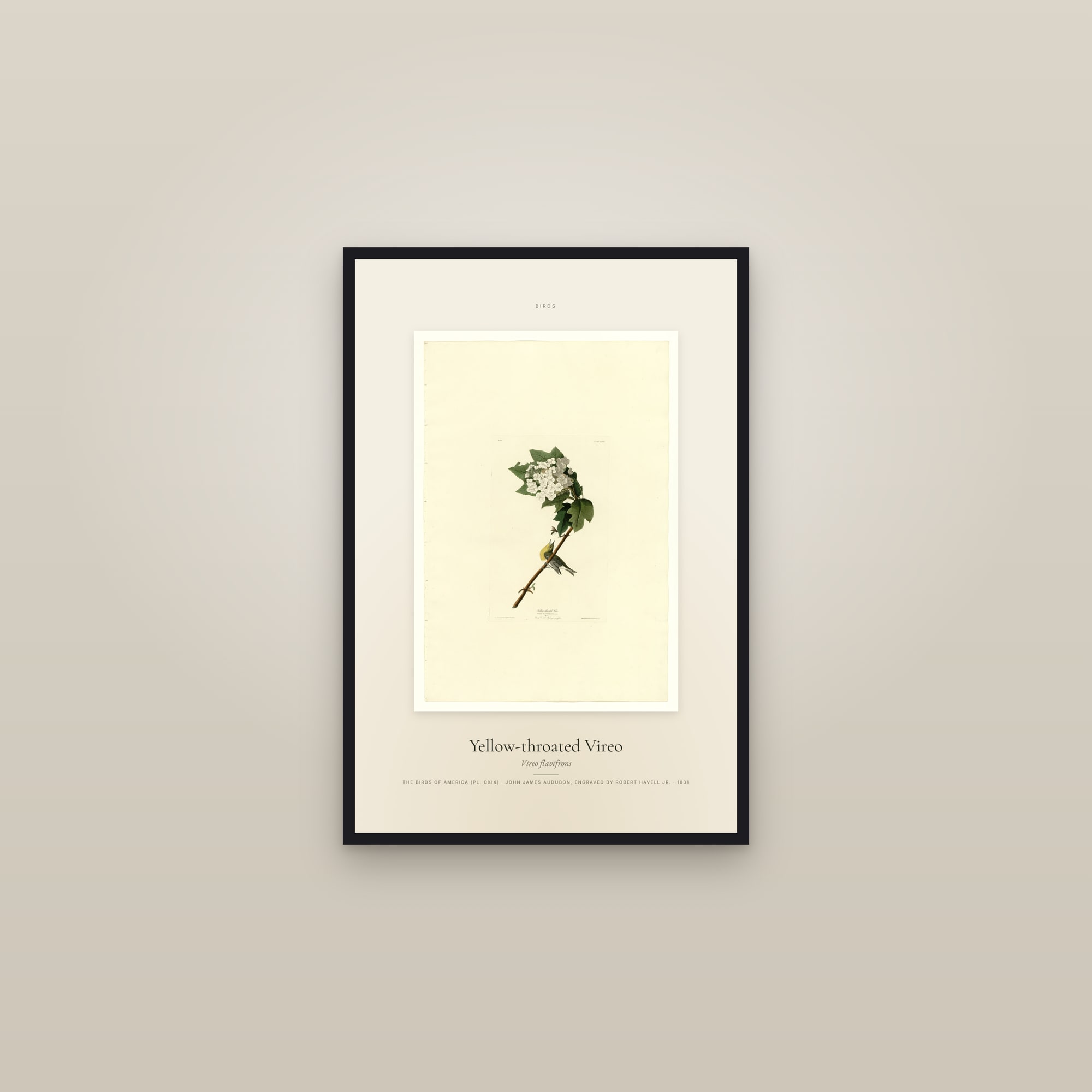 Yellow-throated Vireo — Specimen — framed in a gallery setting
