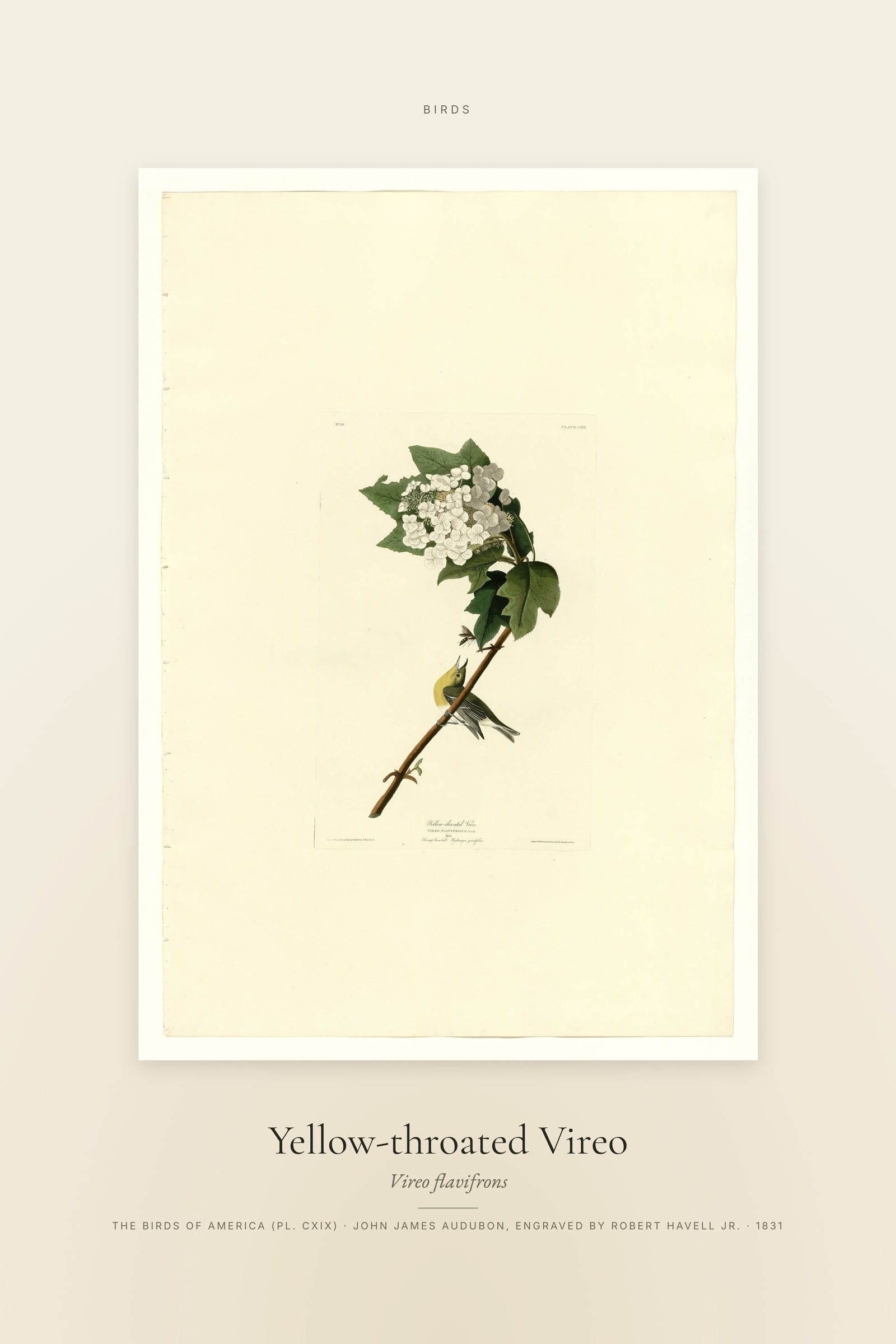 Yellow-throated Vireo — Specimen