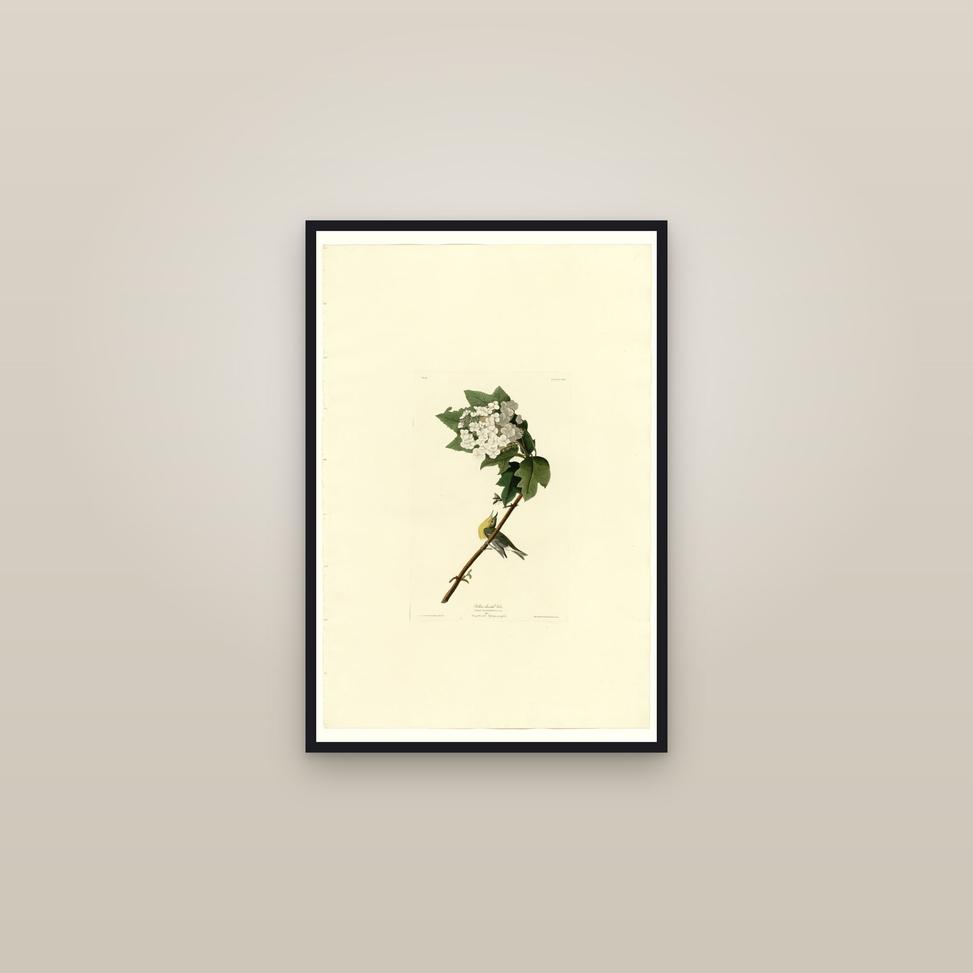 Yellow-throated Vireo — framed in a gallery setting