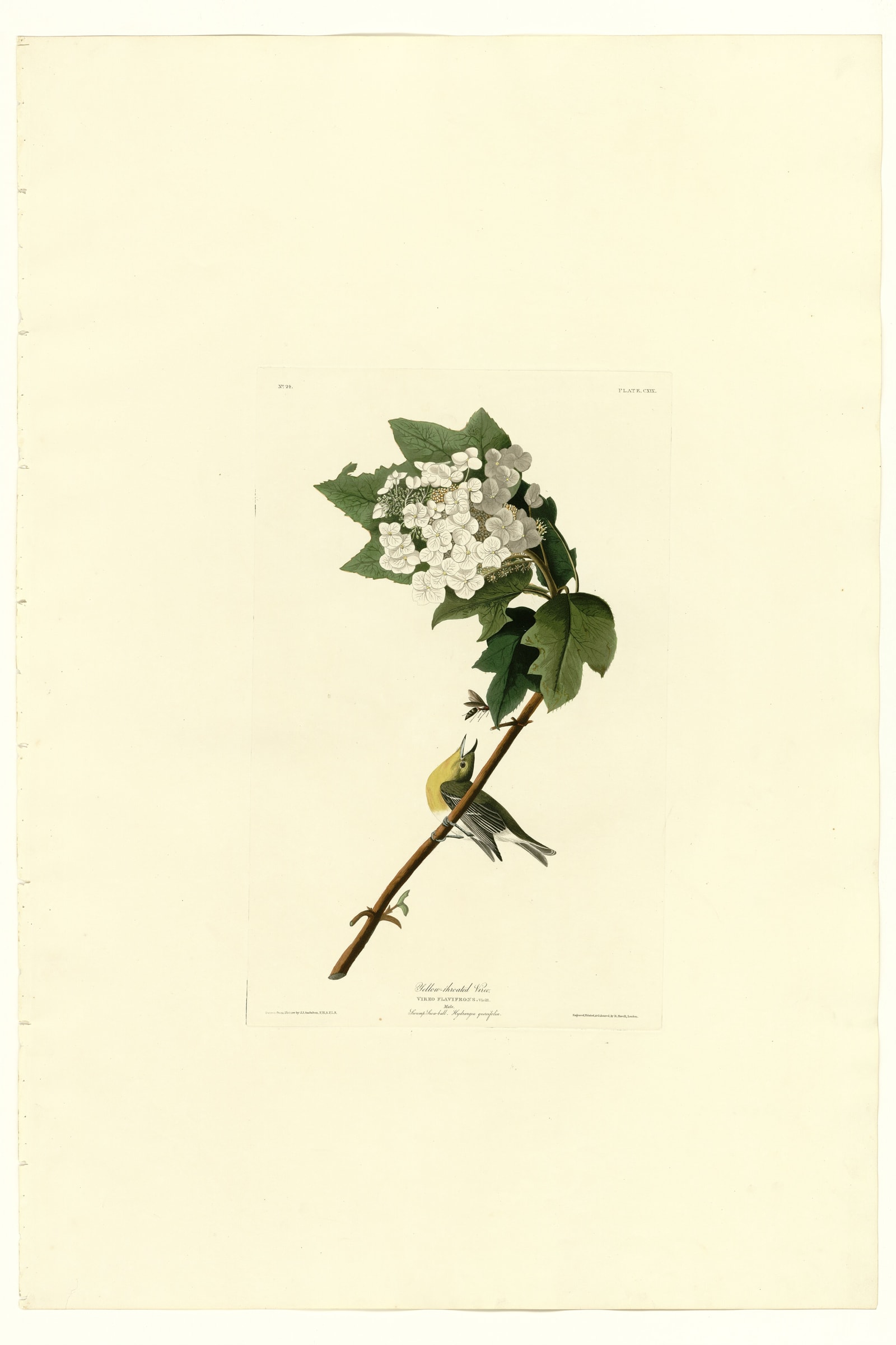 Yellow-throated Vireo