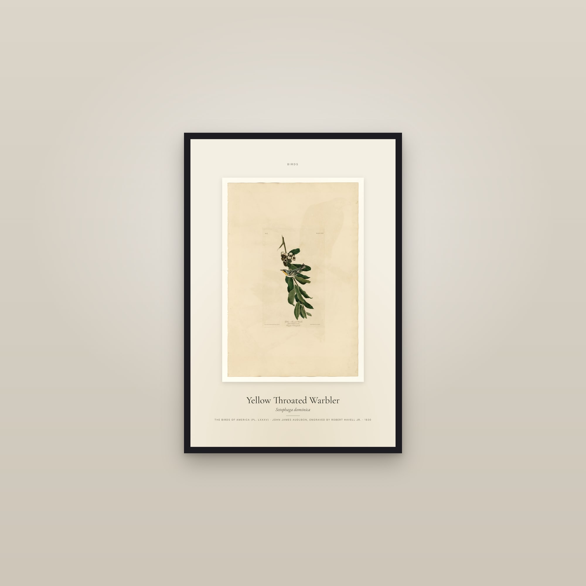 Yellow Throated Warbler — Specimen — framed in a gallery setting