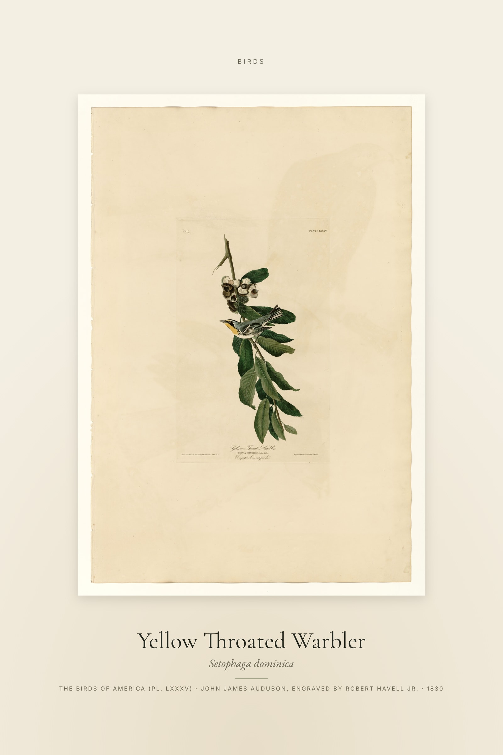 Yellow Throated Warbler — Specimen