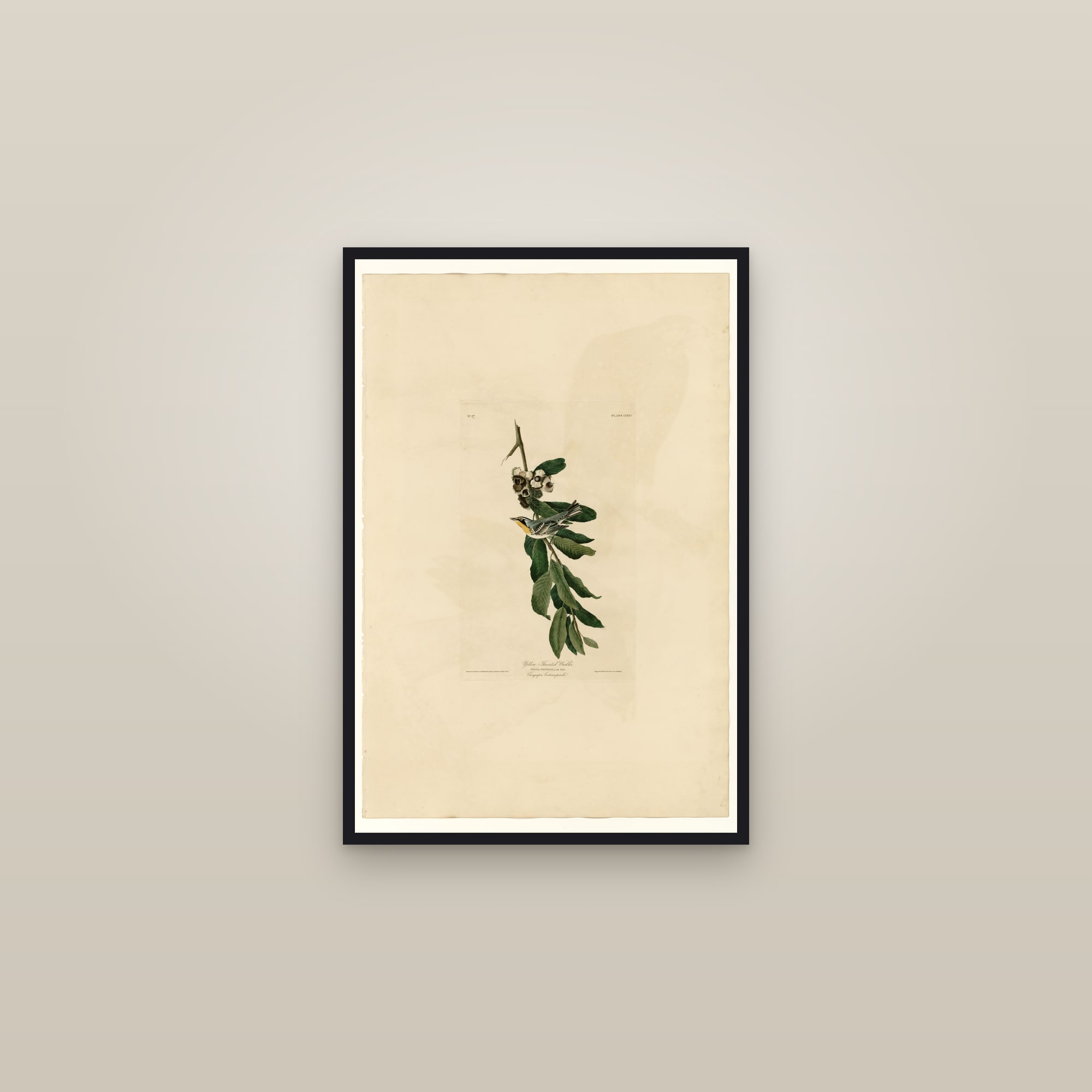 Yellow Throated Warbler — framed in a gallery setting