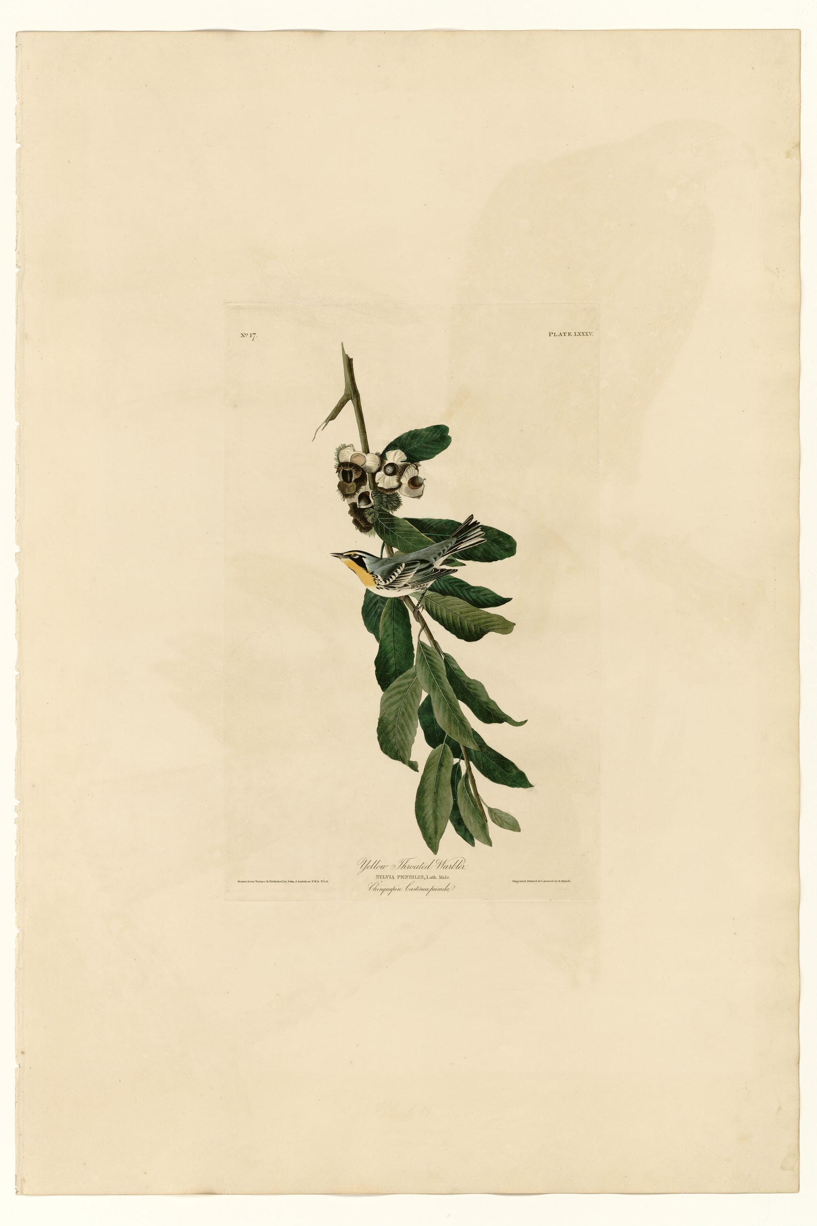 Yellow Throated Warbler