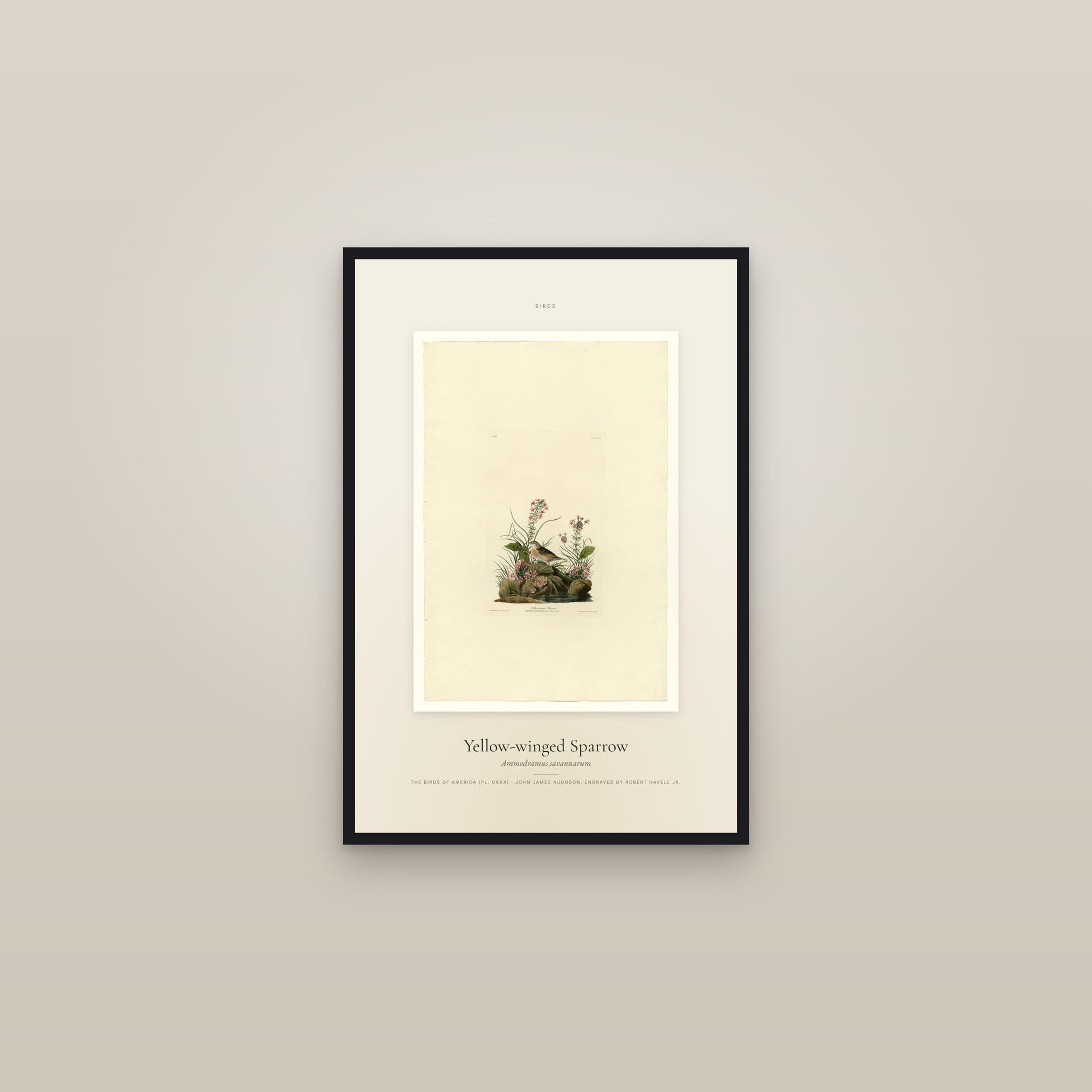 Yellow-winged Sparrow — Specimen — framed in a gallery setting