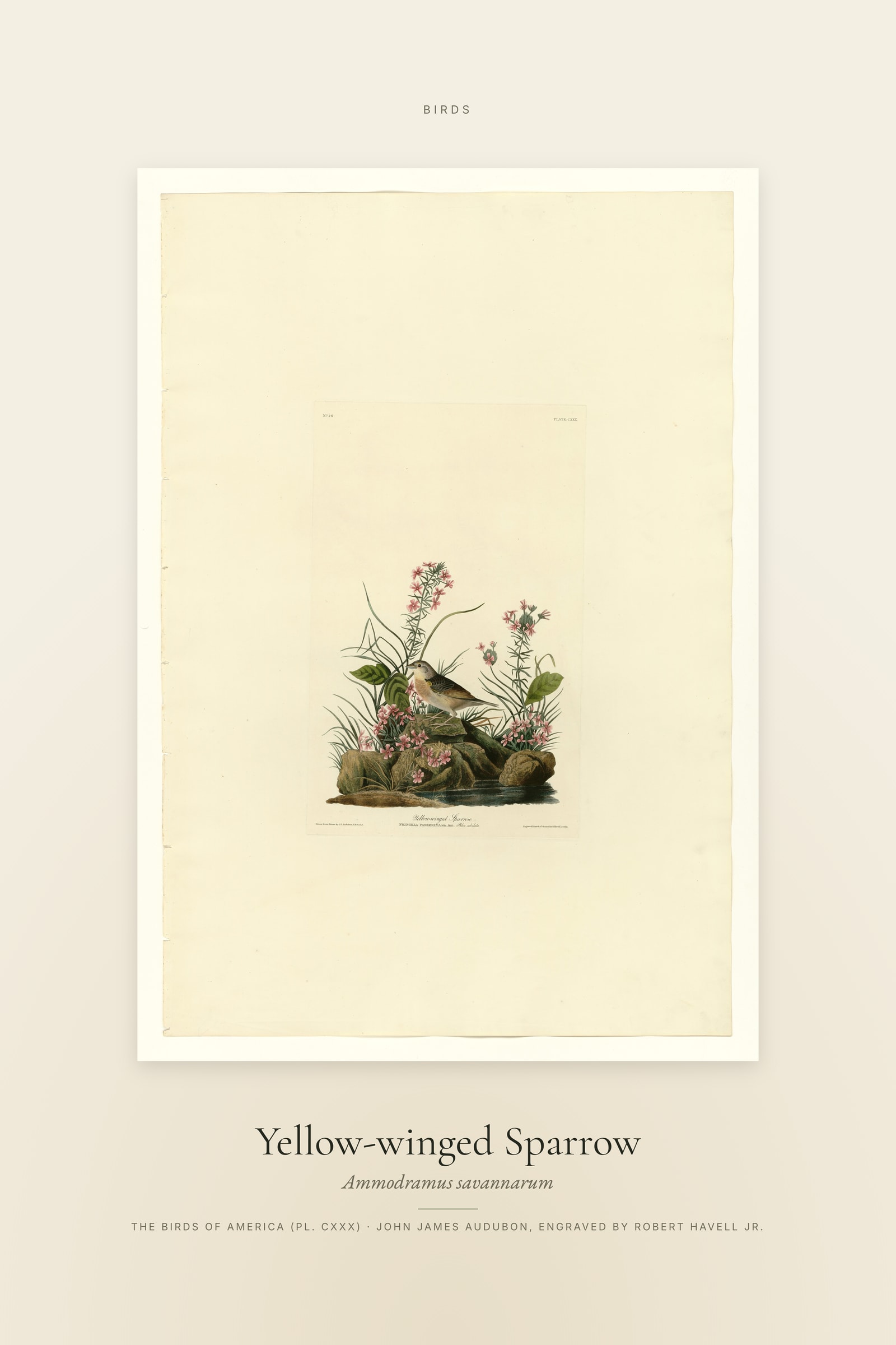 Yellow-winged Sparrow — Specimen