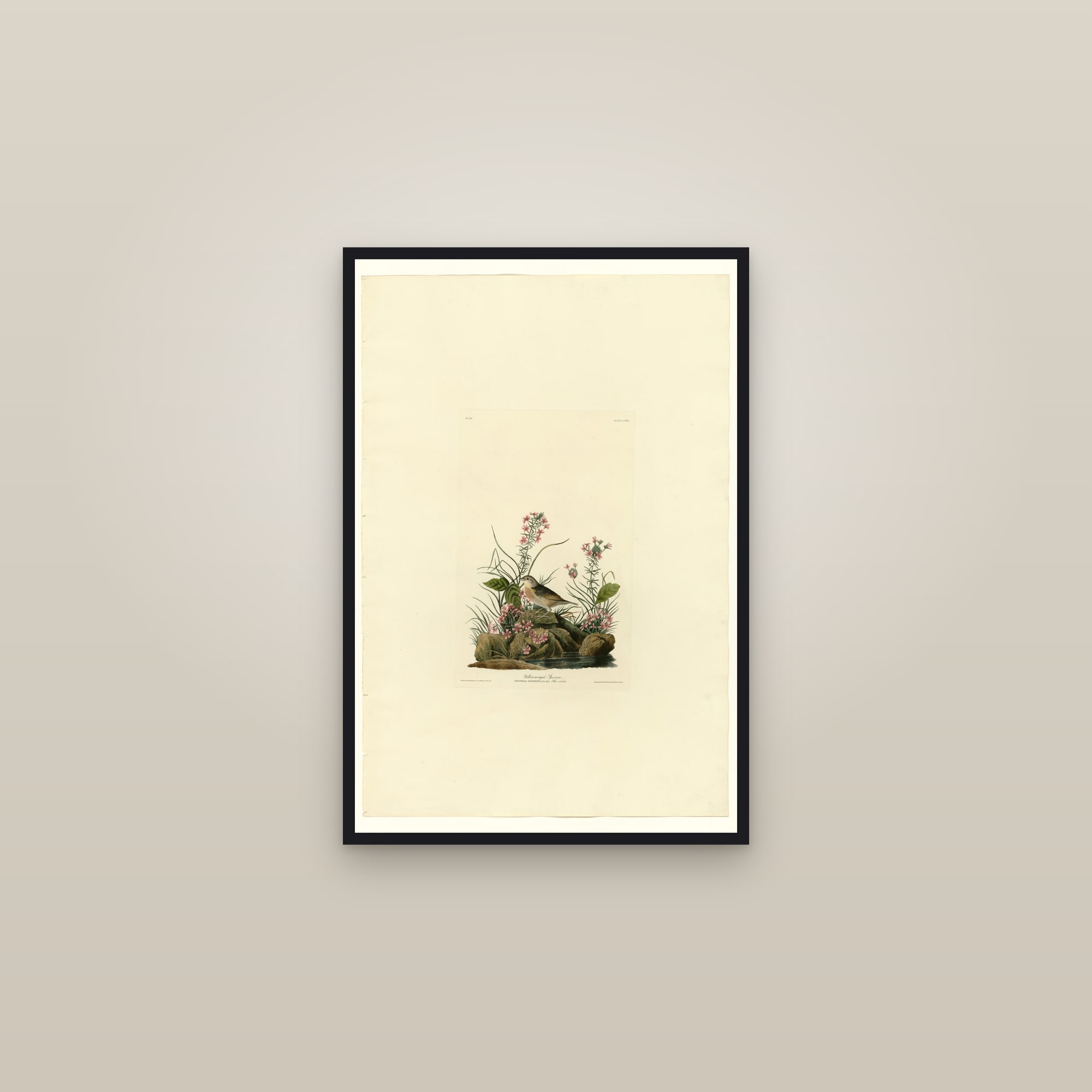 Yellow-winged Sparrow — framed in a gallery setting