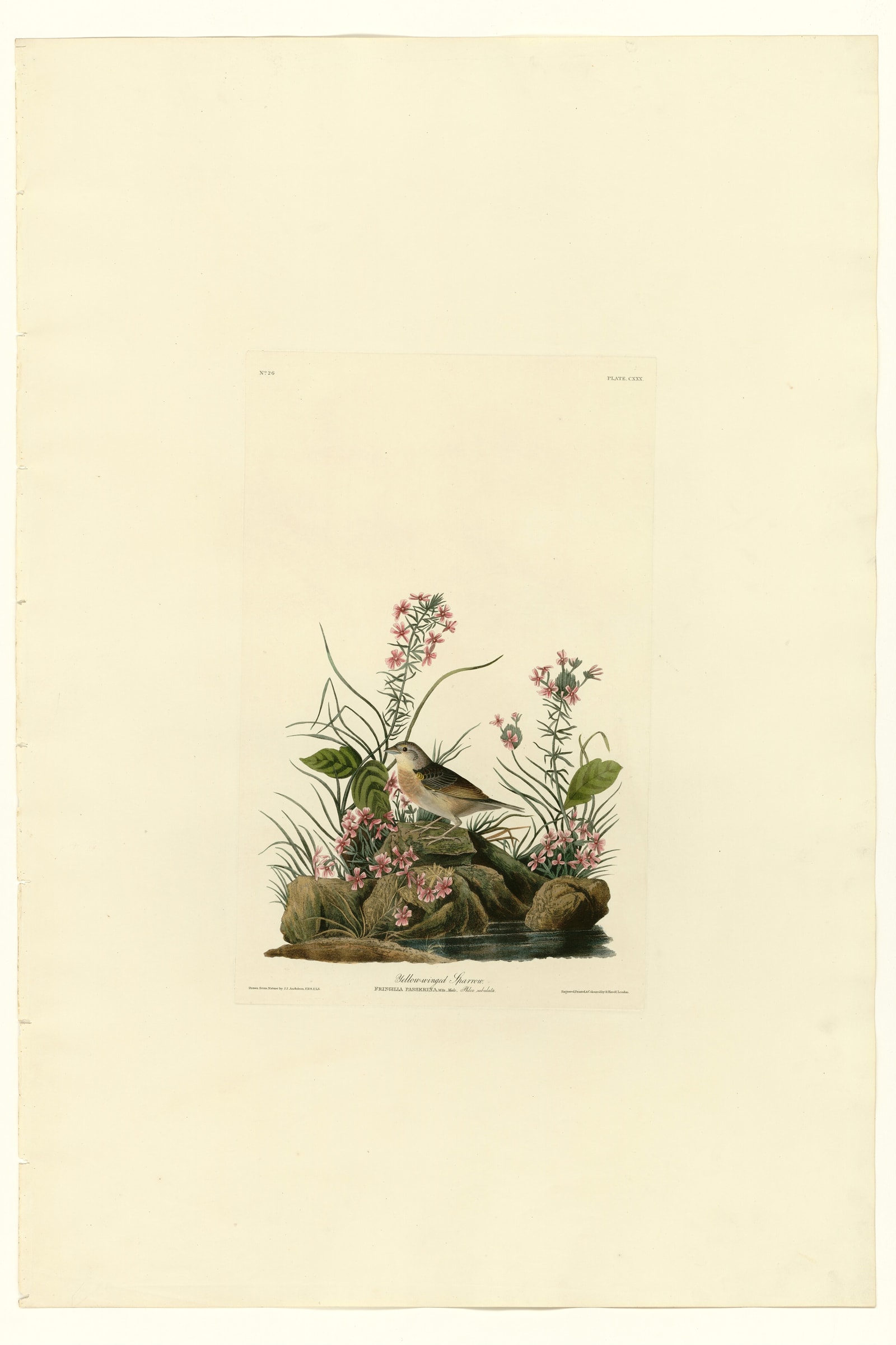 Yellow-winged Sparrow