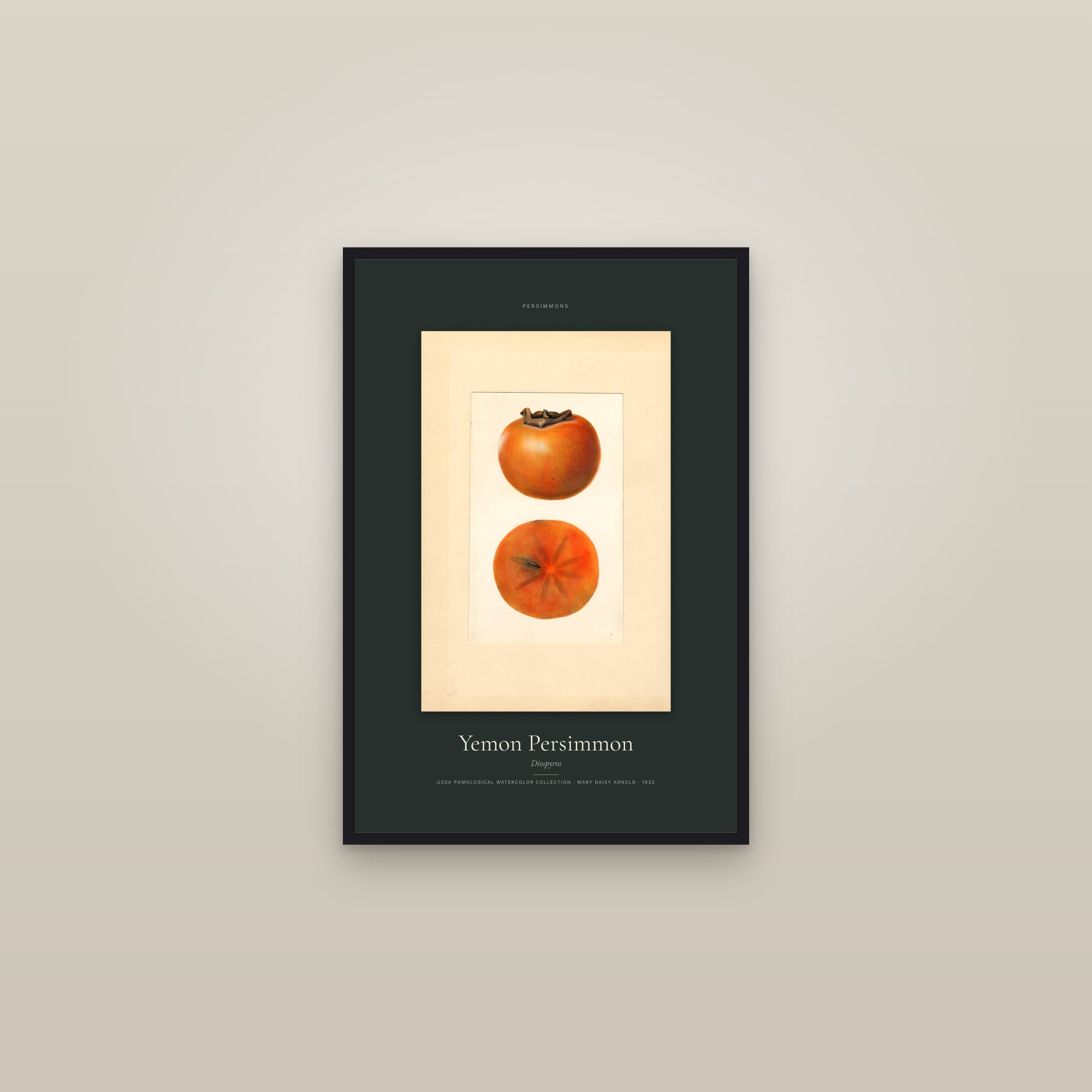 Yemon Persimmon — Specimen — framed in a gallery setting