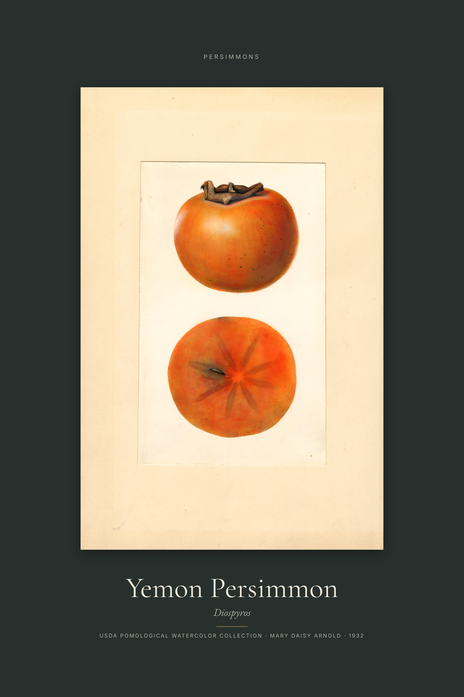 Yemon Persimmon — Specimen
