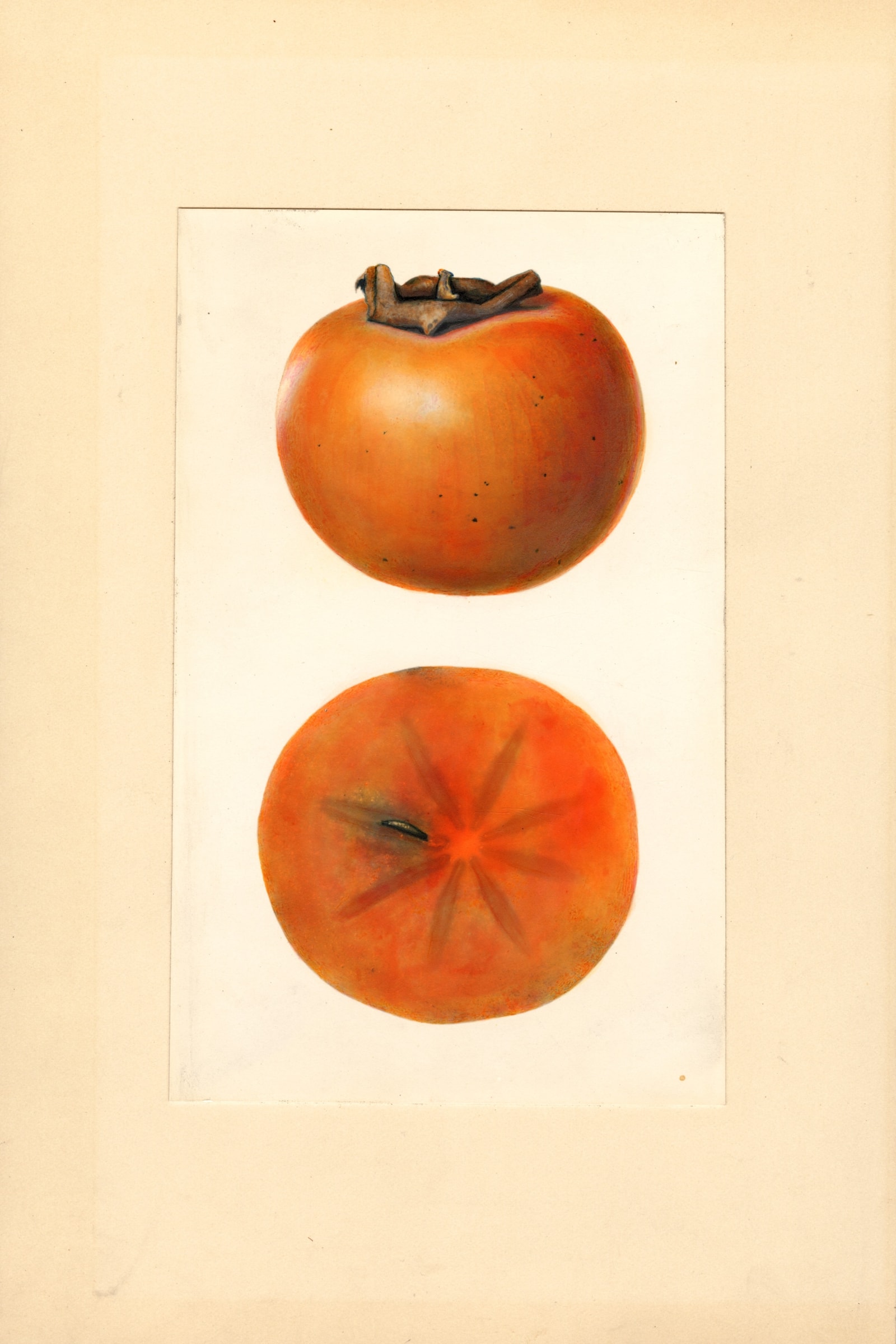 Yemon Persimmon