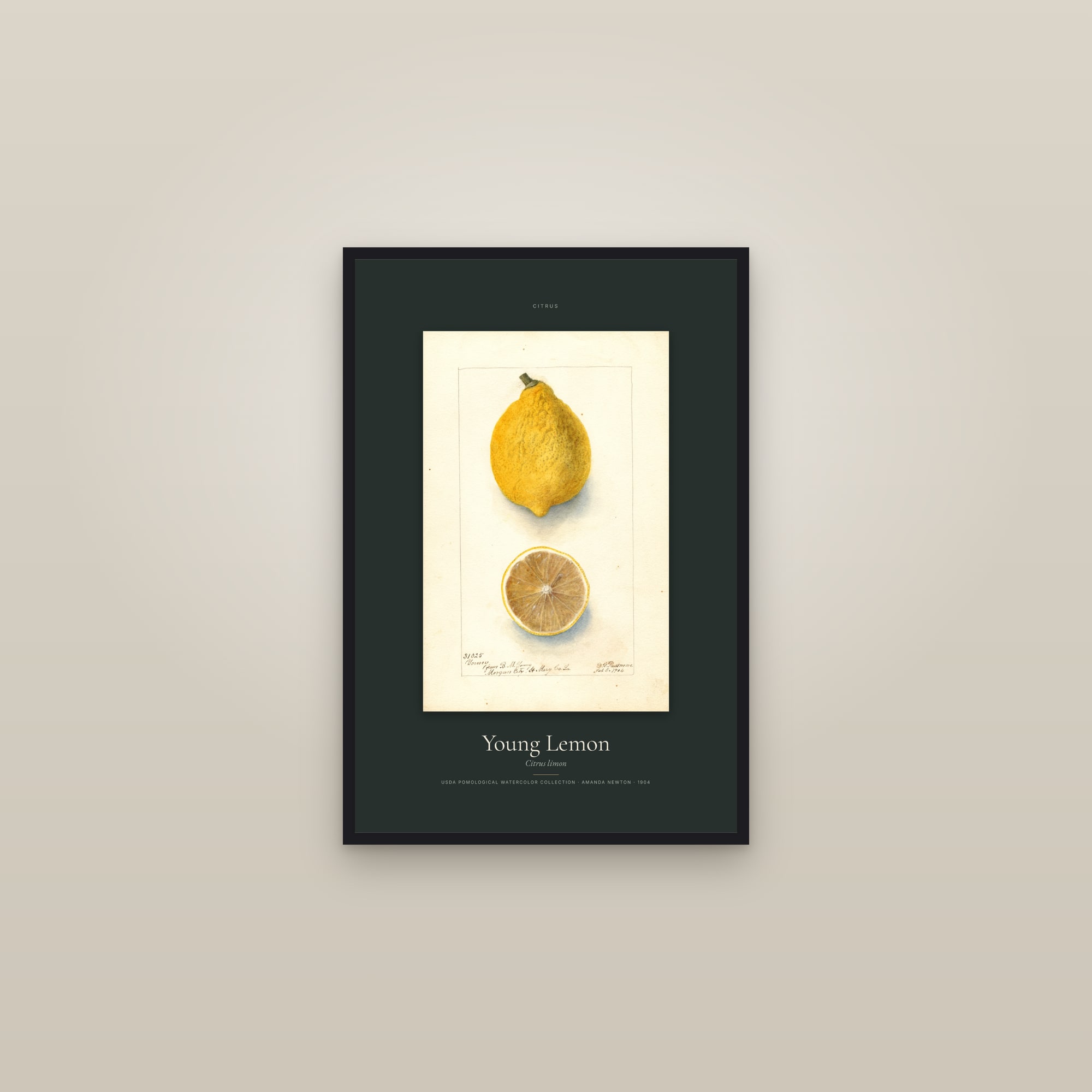 Young Lemon — Specimen — framed in a gallery setting