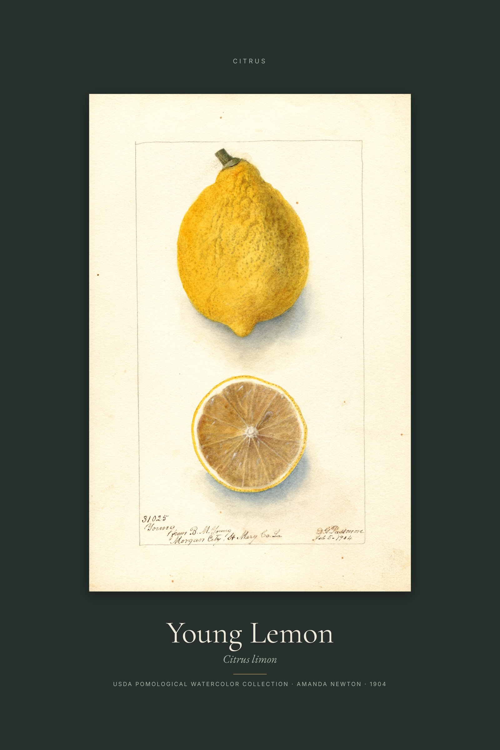 Young Lemon — Specimen