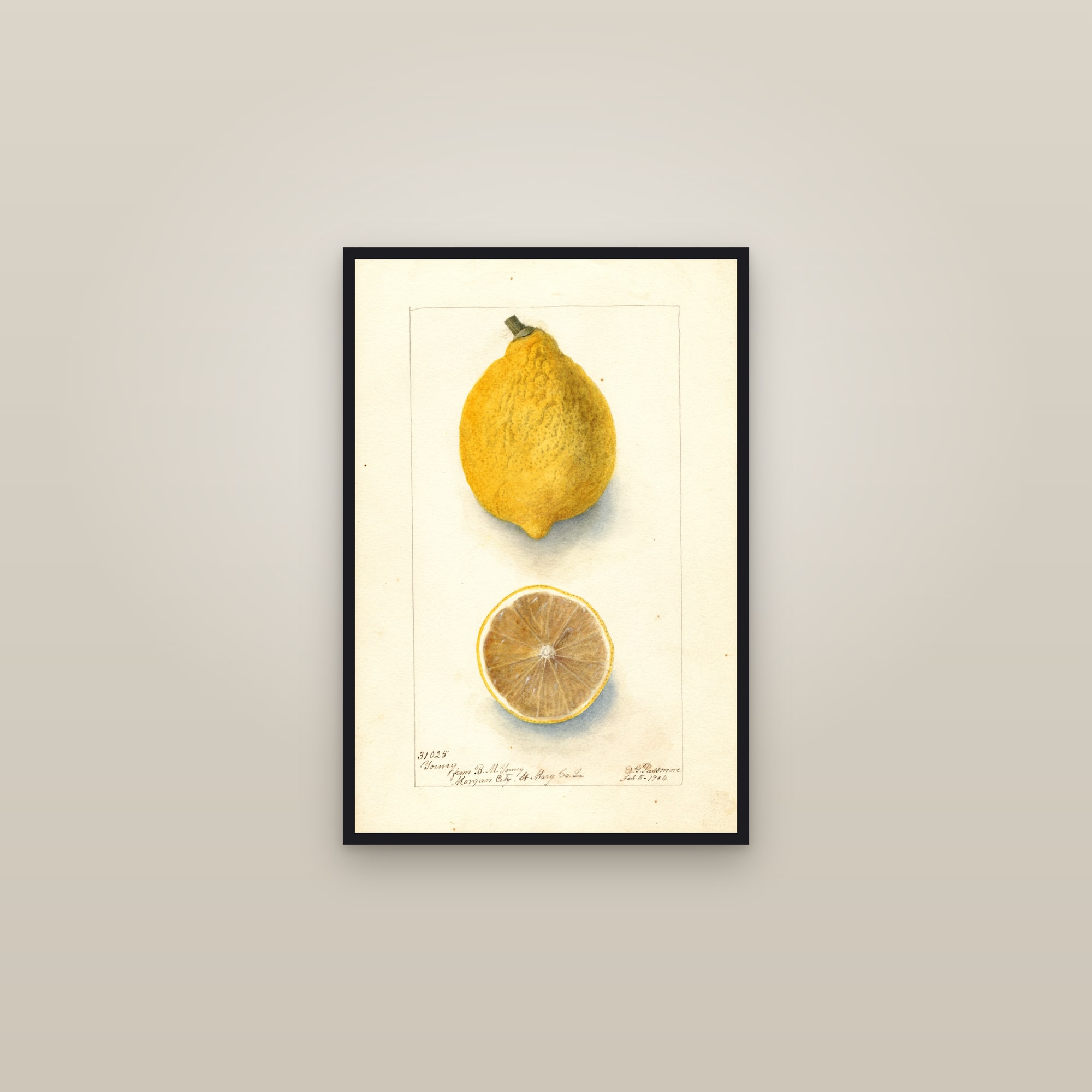 Young Lemon — framed in a gallery setting