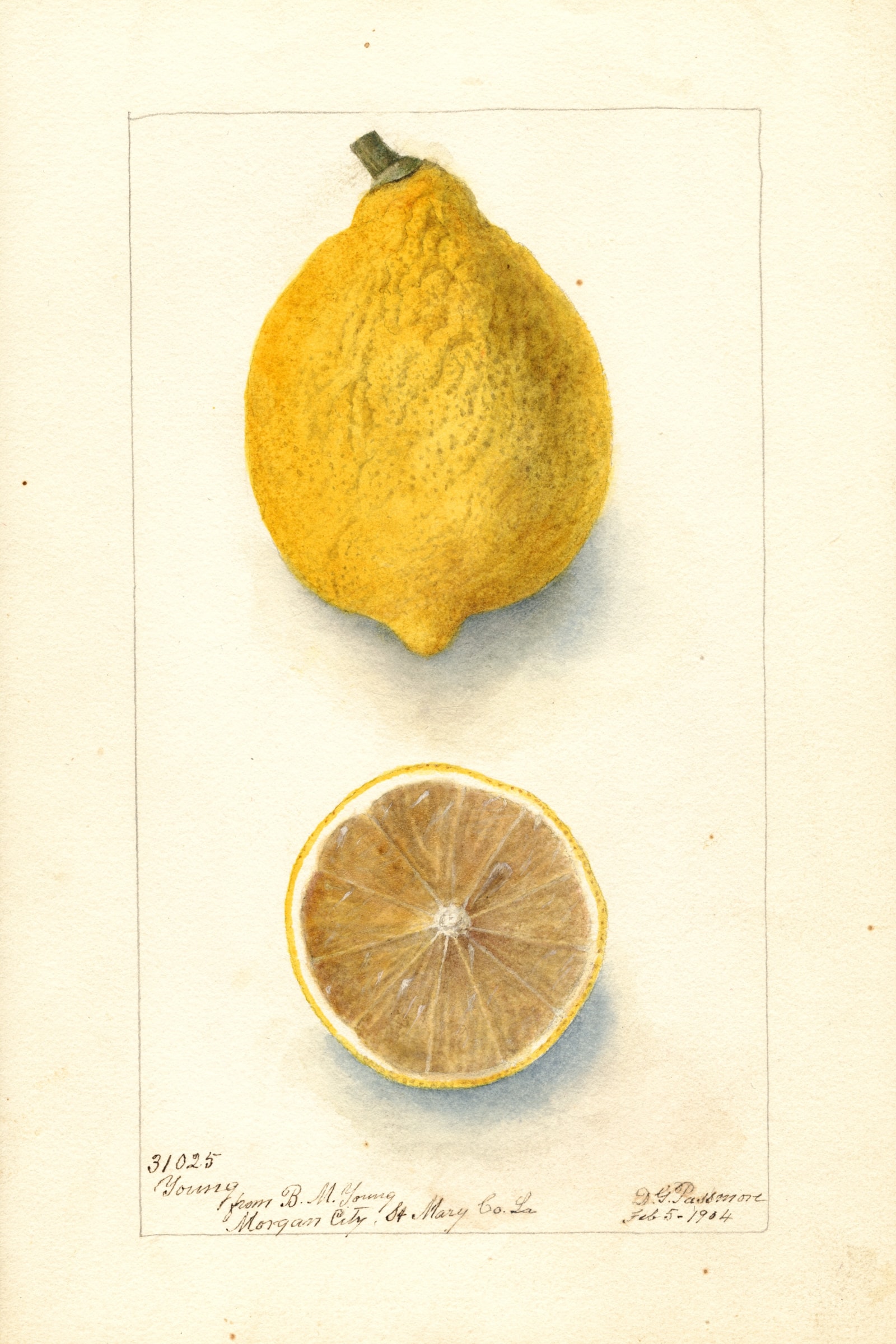 Young Lemon