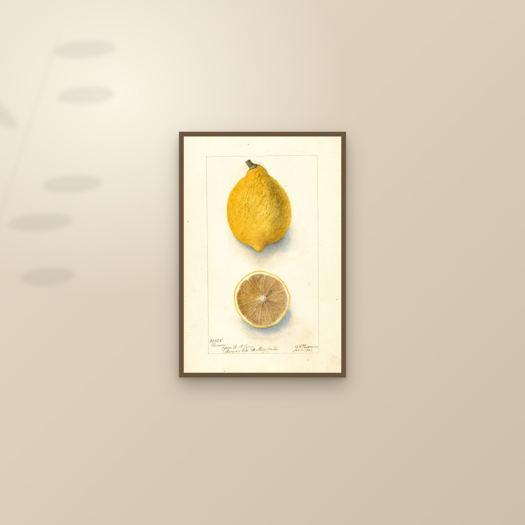 Young Lemon — framed and styled on a sunlit wall