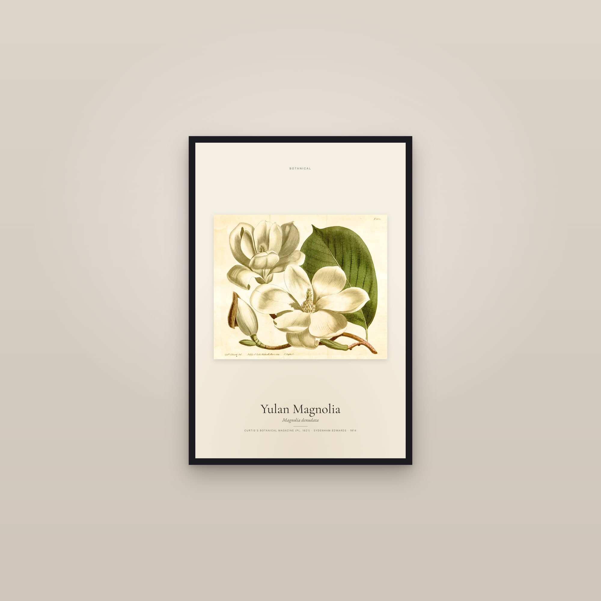 Yulan Magnolia — framed in a gallery setting