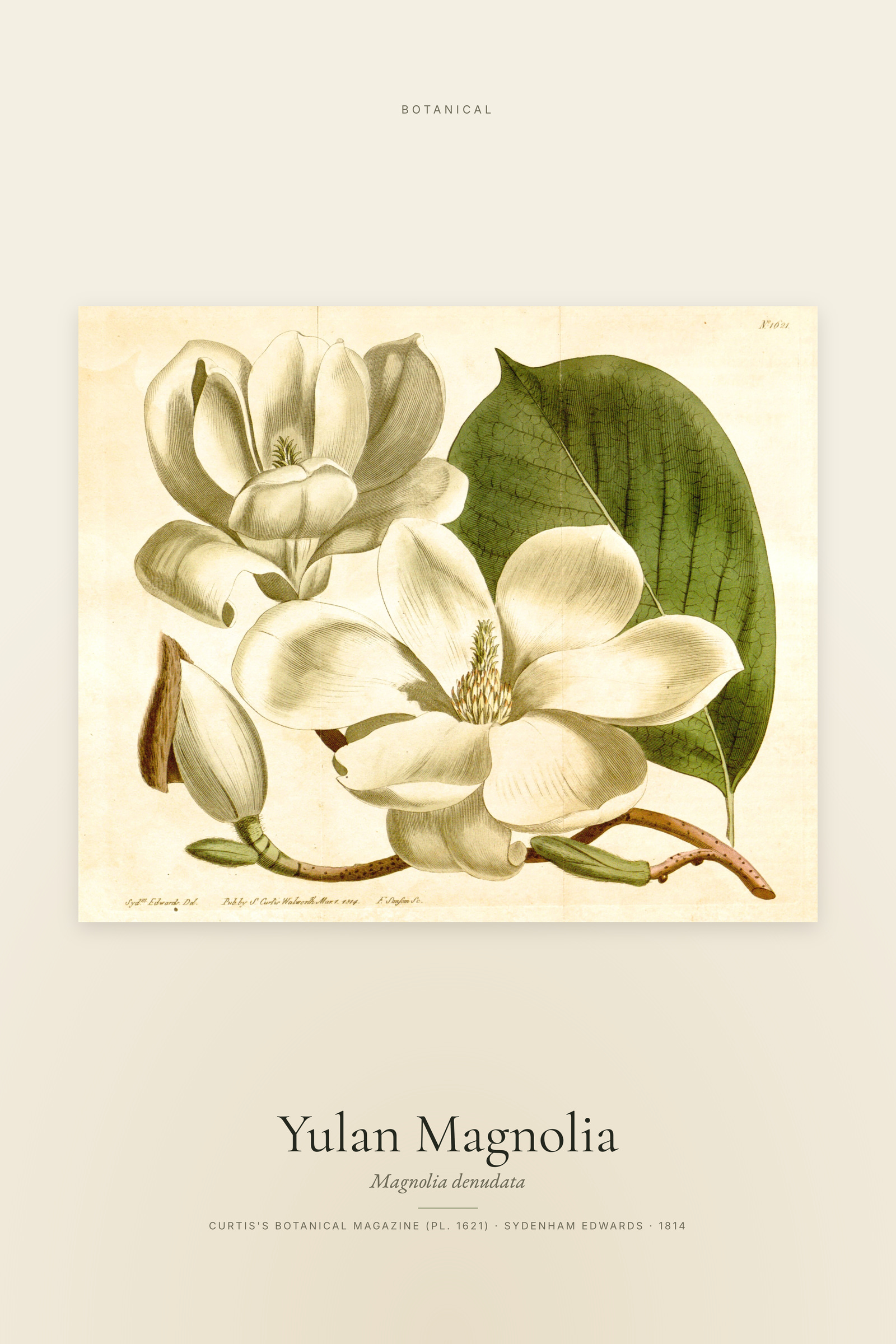 Yulan Magnolia