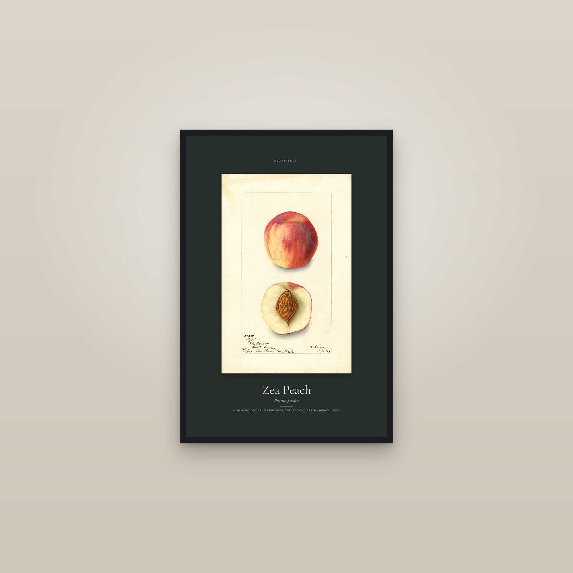 Zea Peach — Specimen — framed in a gallery setting