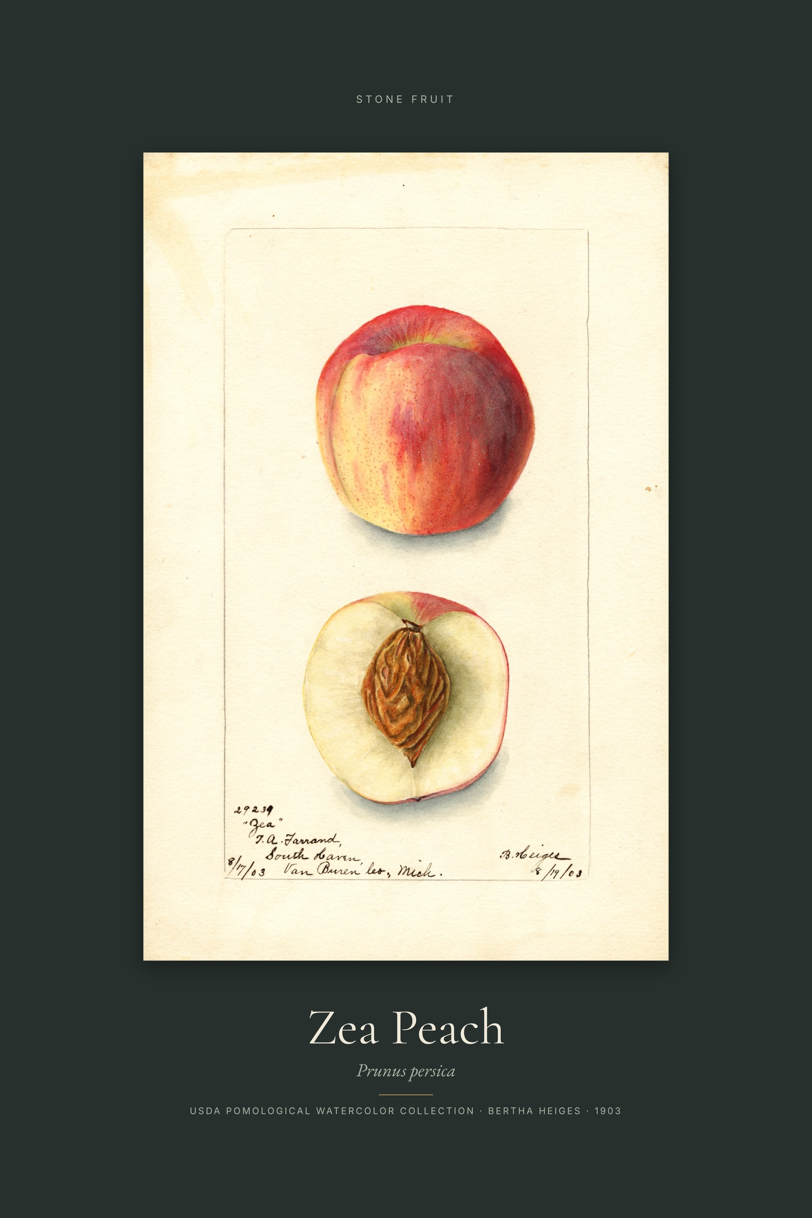 Zea Peach — Specimen