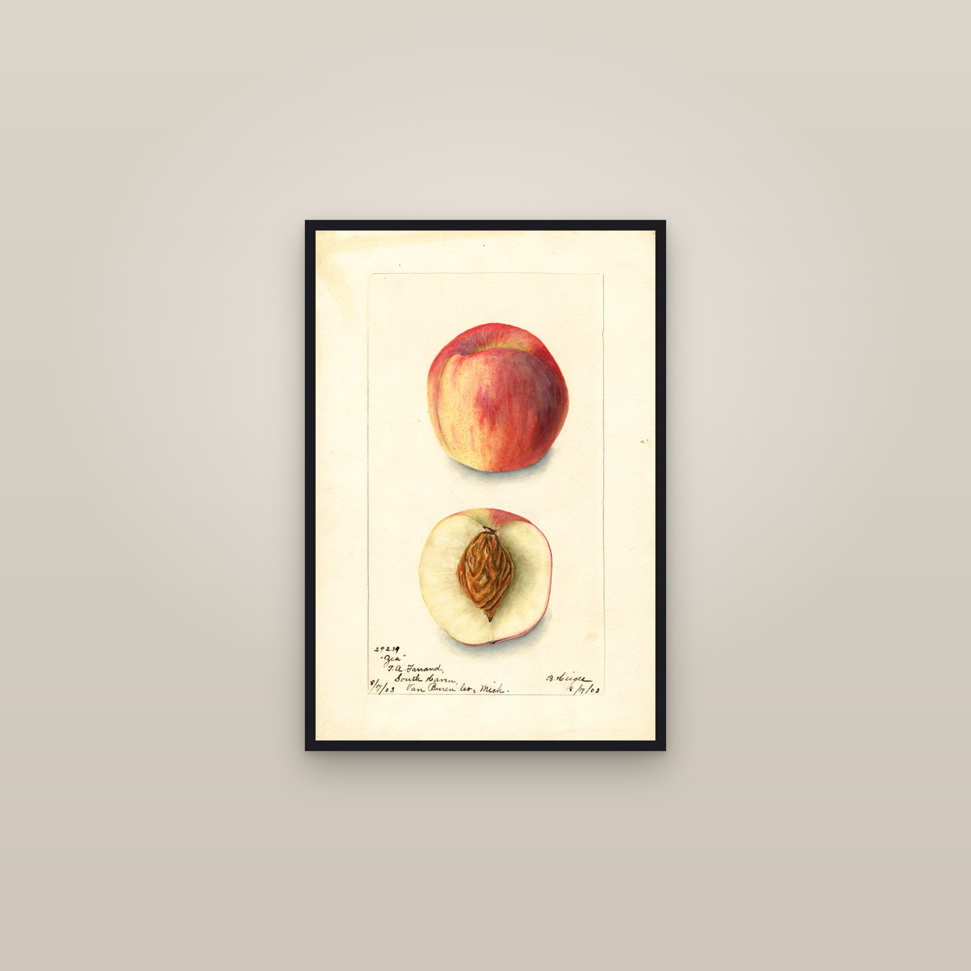 Zea Peach — framed in a gallery setting