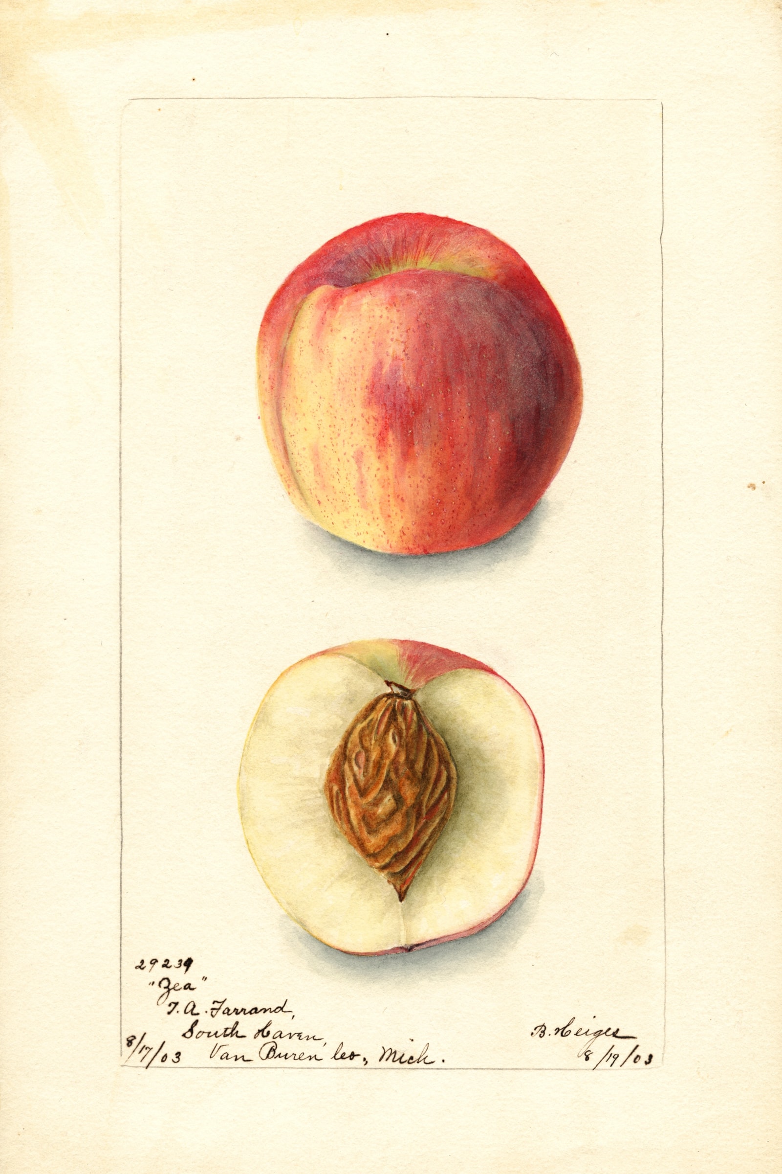 Zea Peach