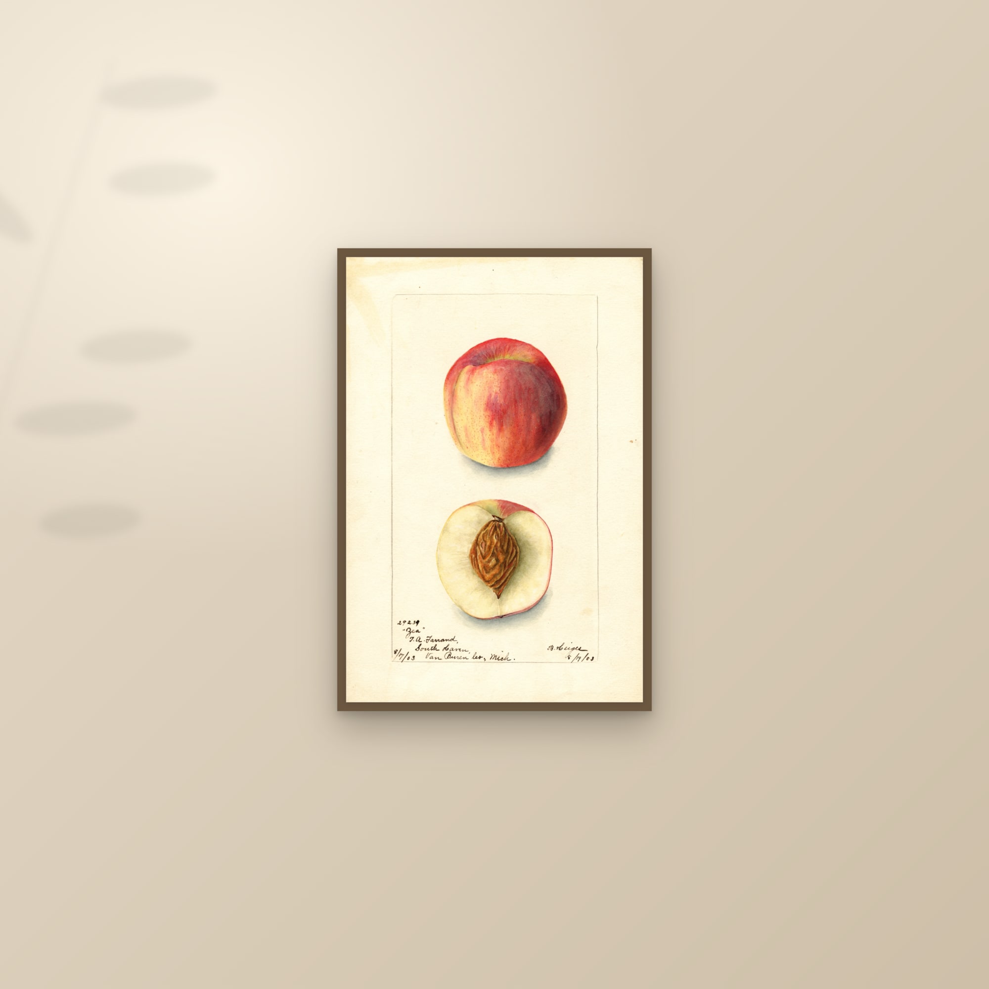 Zea Peach — framed and styled on a sunlit wall